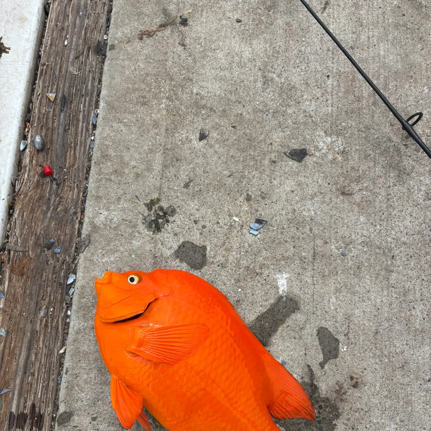 The most recent Garibaldi damselfish catches on Fishbrain