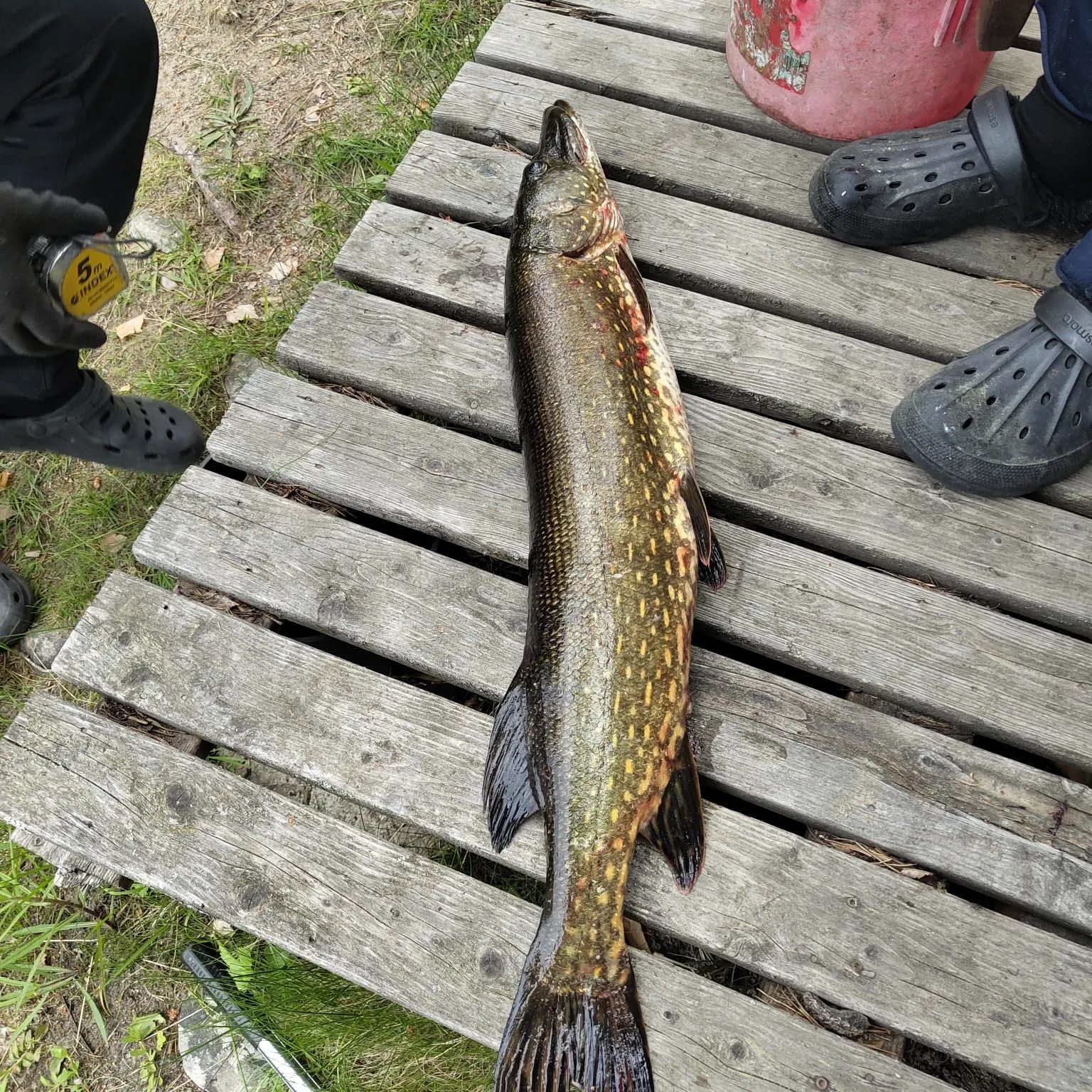Northern pike caught on Fishbrain