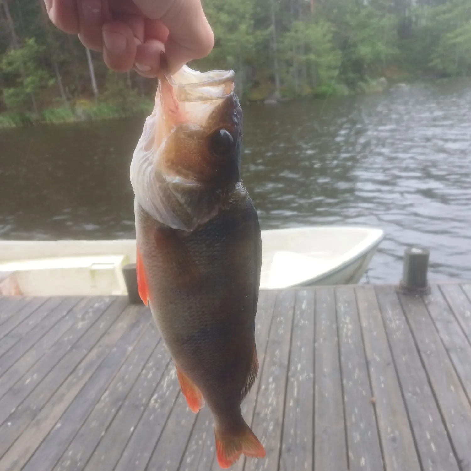 European perch caught on Fishbrain