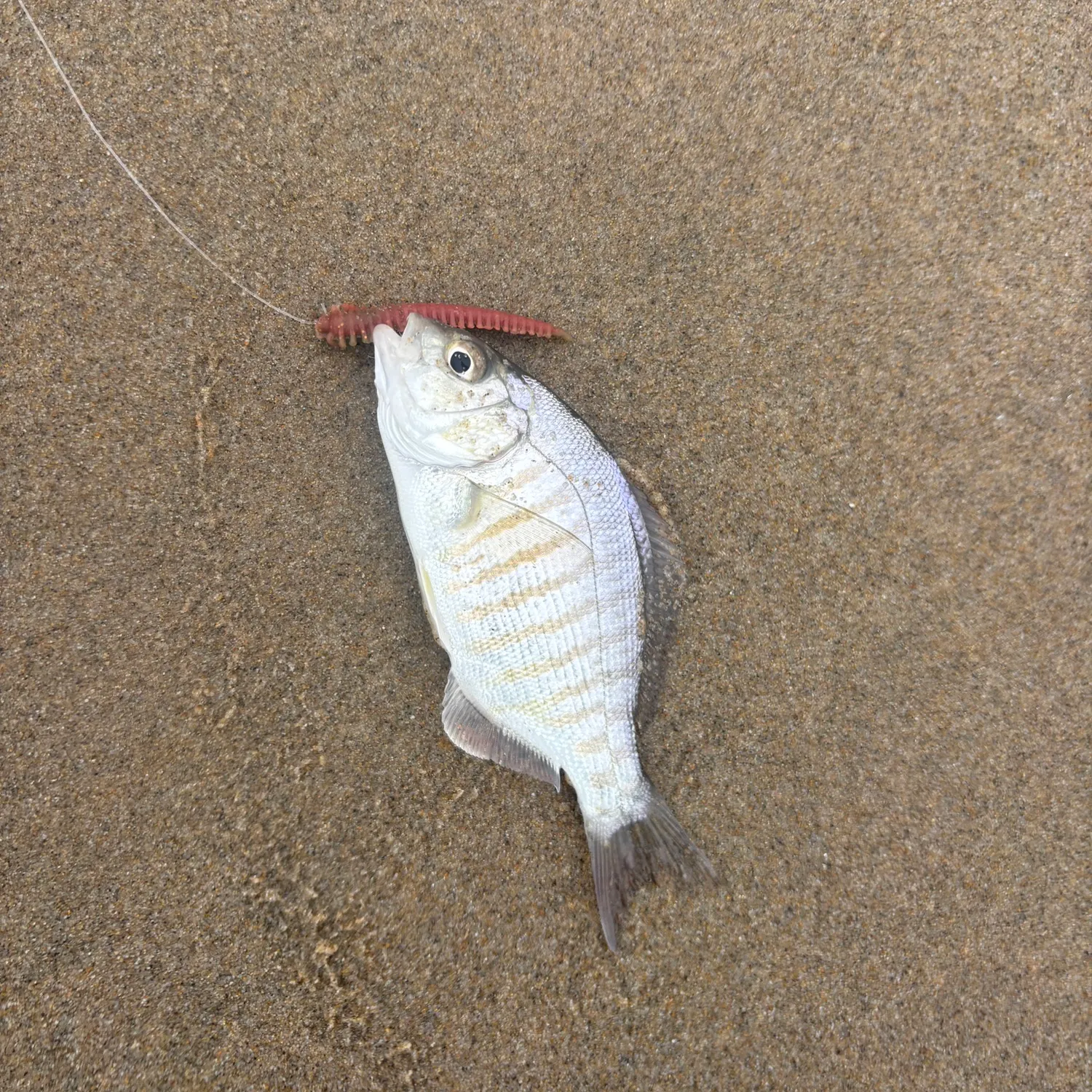 The most recent Barred surfperch catches on Fishbrain