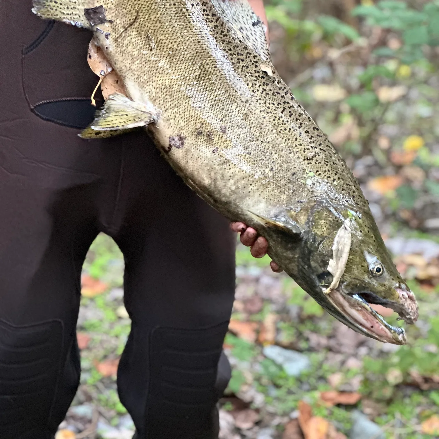 Chinook salmon caught on Fishbrain