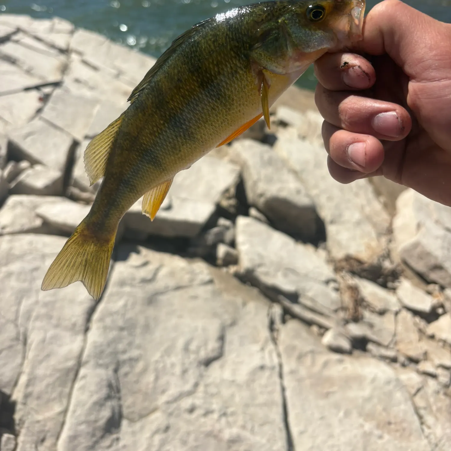 Yellow perch caught on Fishbrain