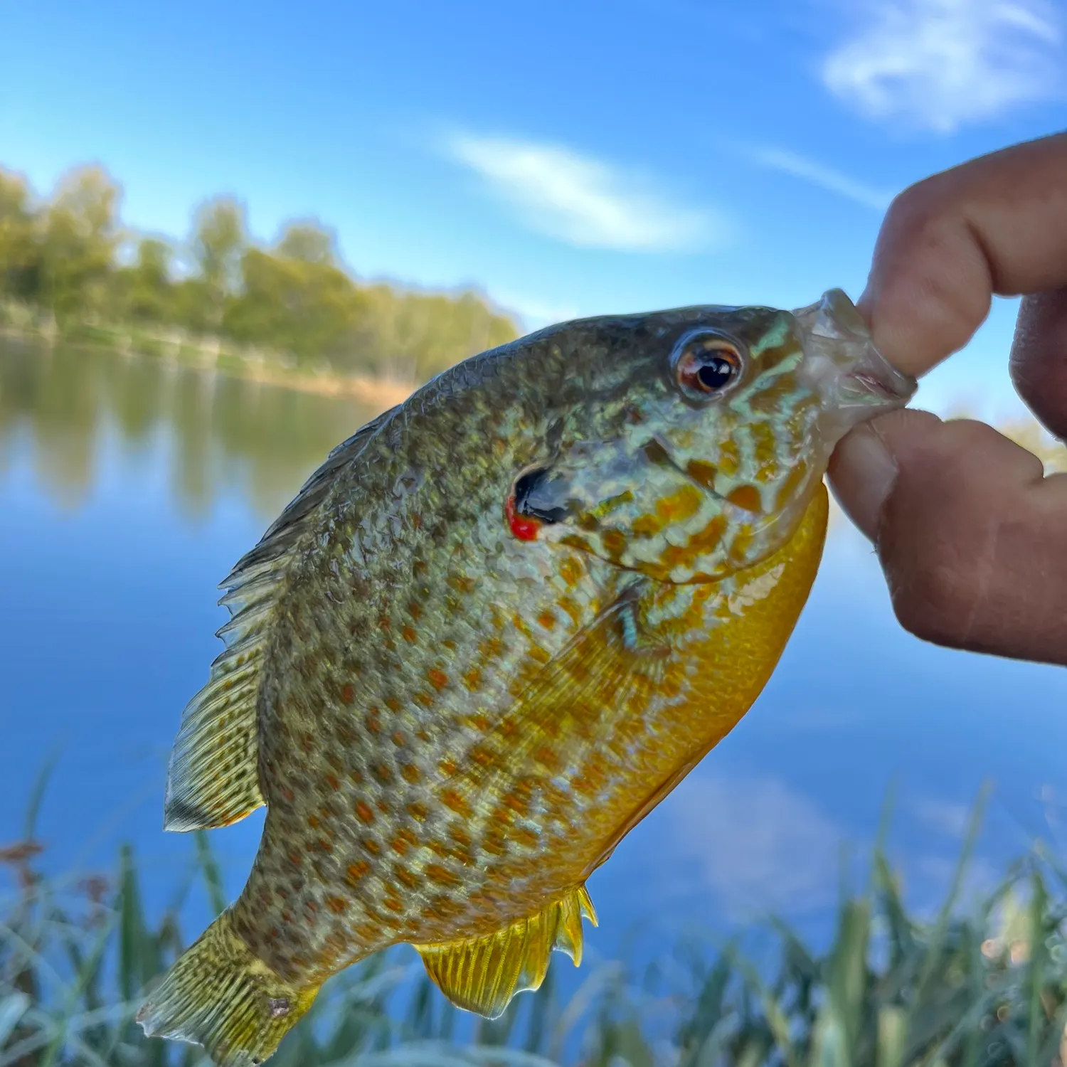 Orangespotted sunfish caught on Fishbrain