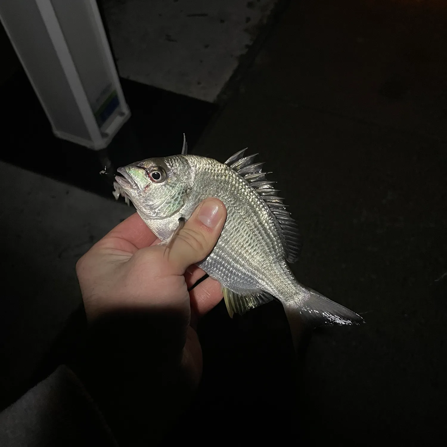 The most recent Goldlined seabream catches on Fishbrain