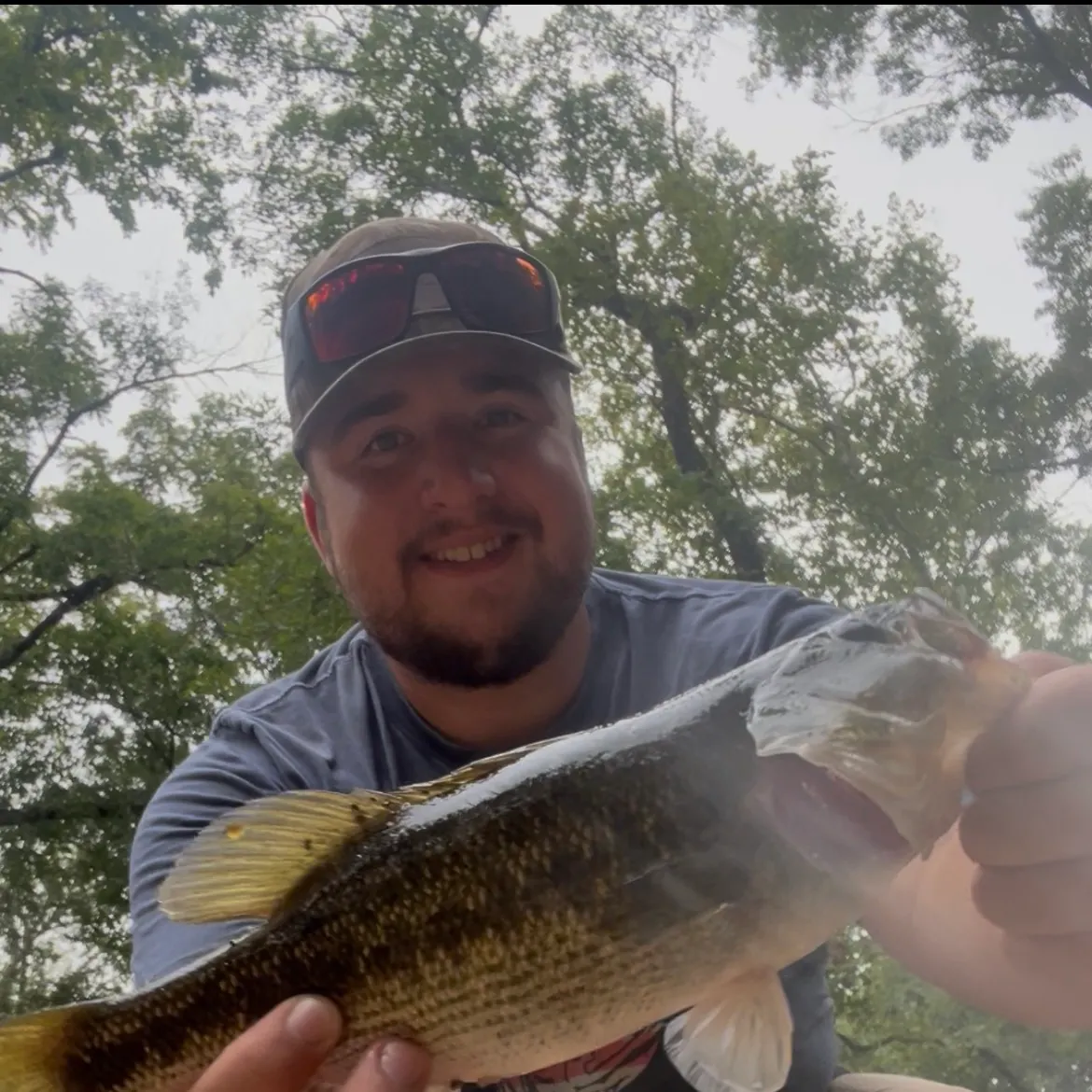 Spotted bass caught on Fishbrain