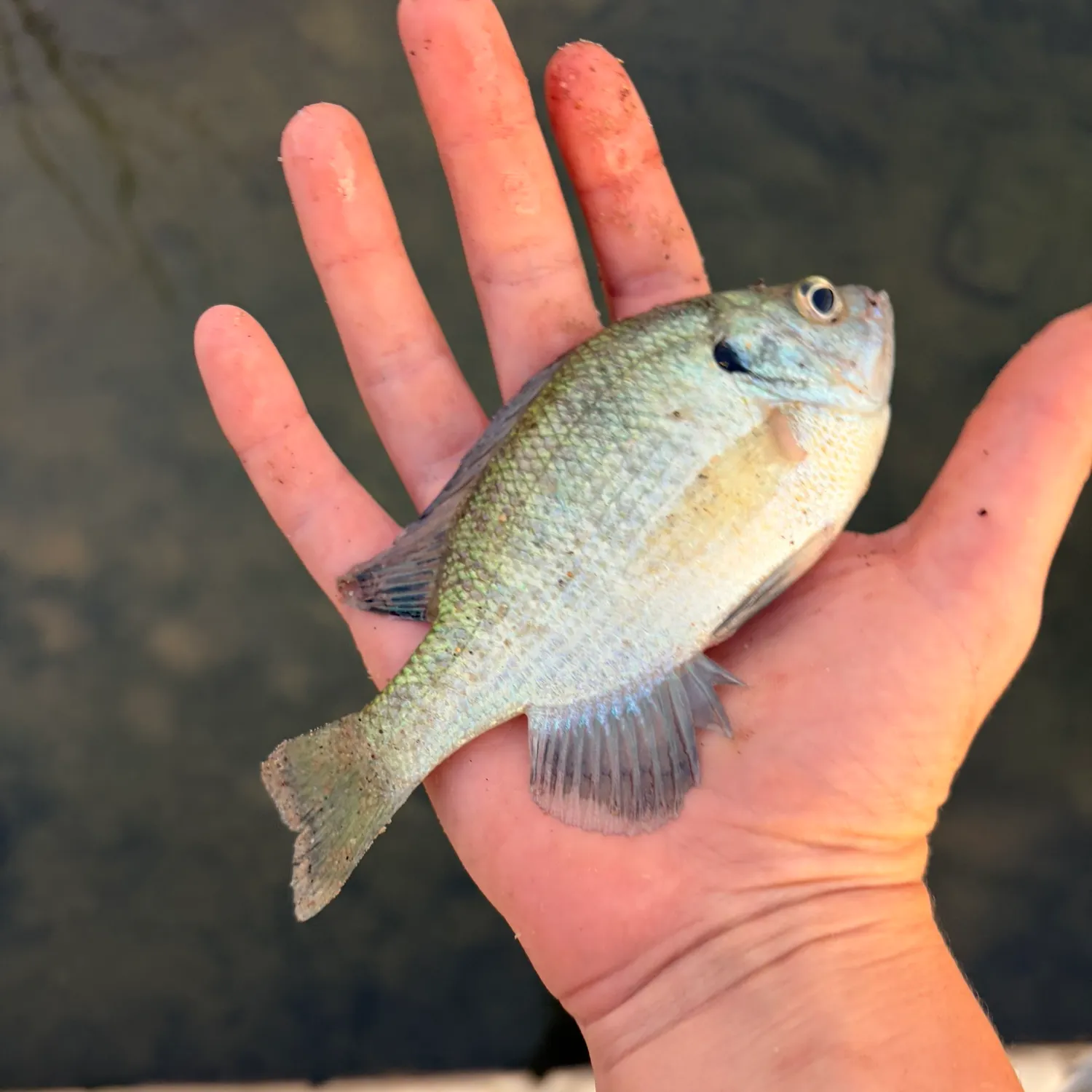 Bluegill caught on Fishbrain
