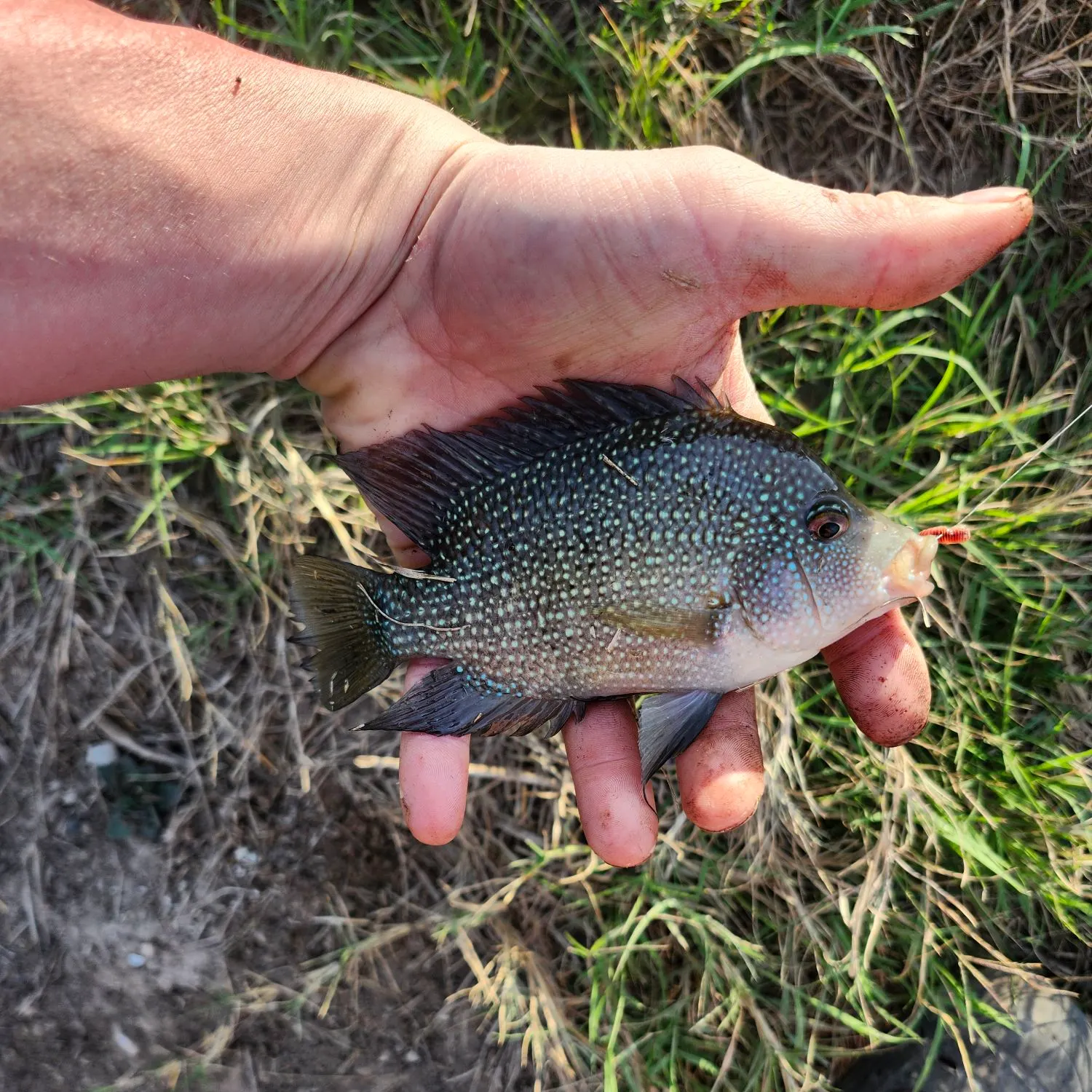 The most recent Rio Grande cichlid catches on Fishbrain