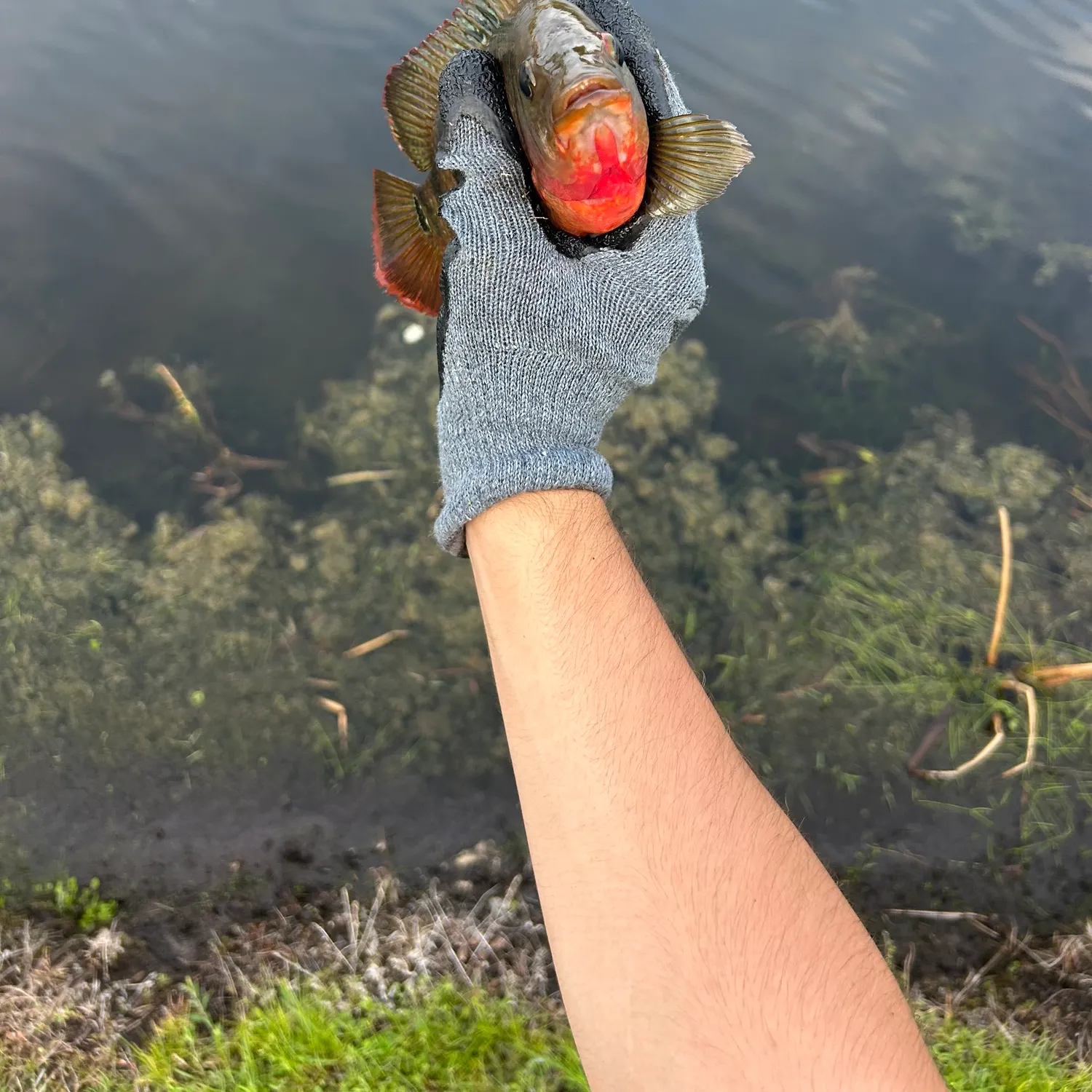 Mayan cichlid caught on Fishbrain