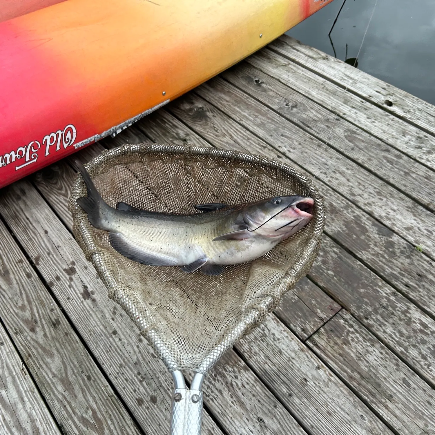 Channel catfish caught on Fishbrain