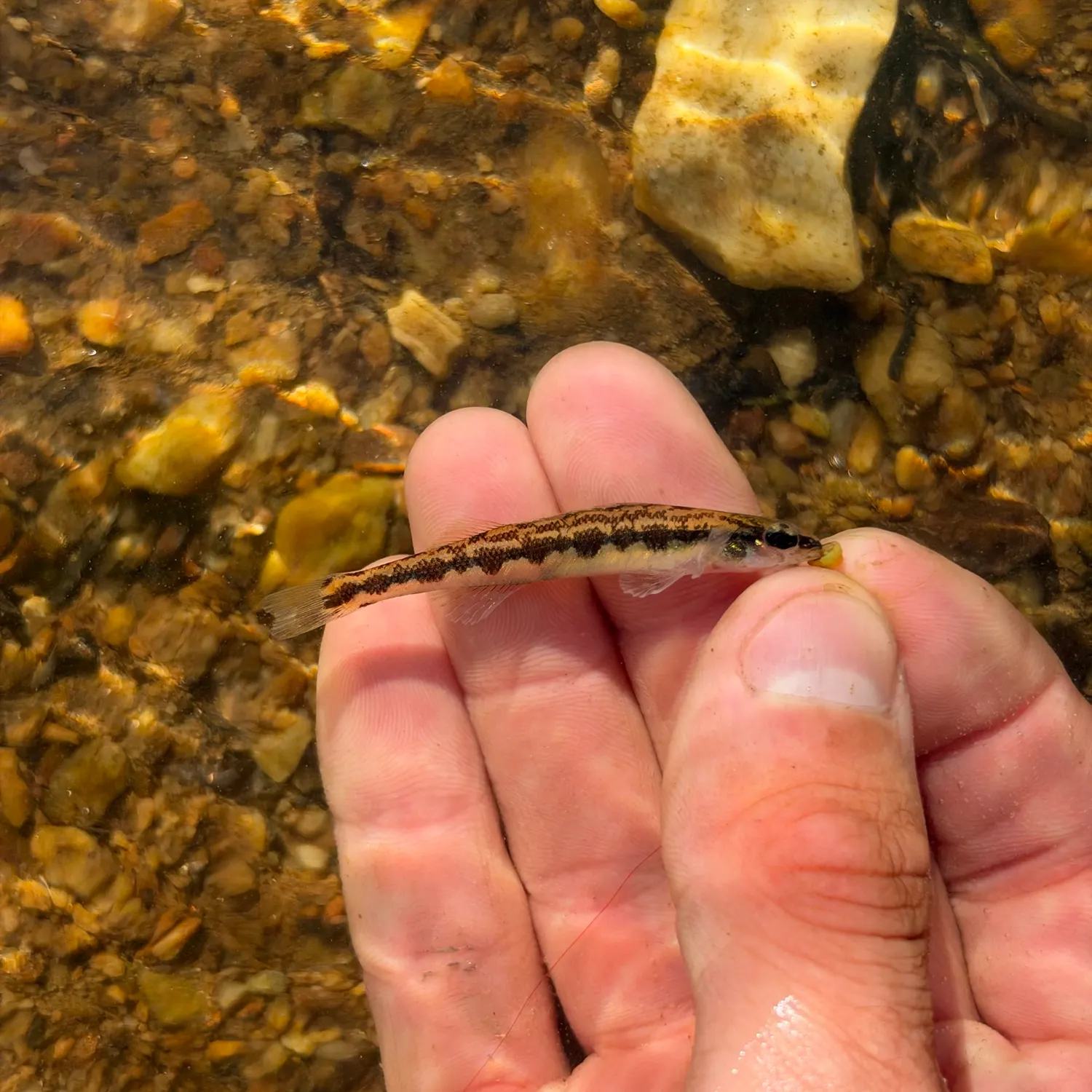 Muscadine darter caught on Fishbrain