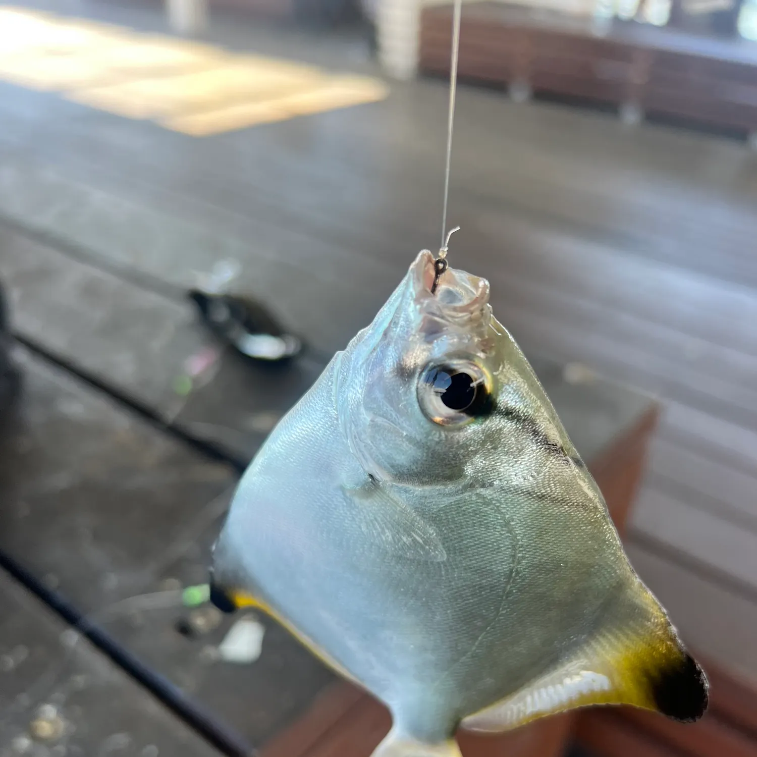 The most recent Silver moony catches on Fishbrain