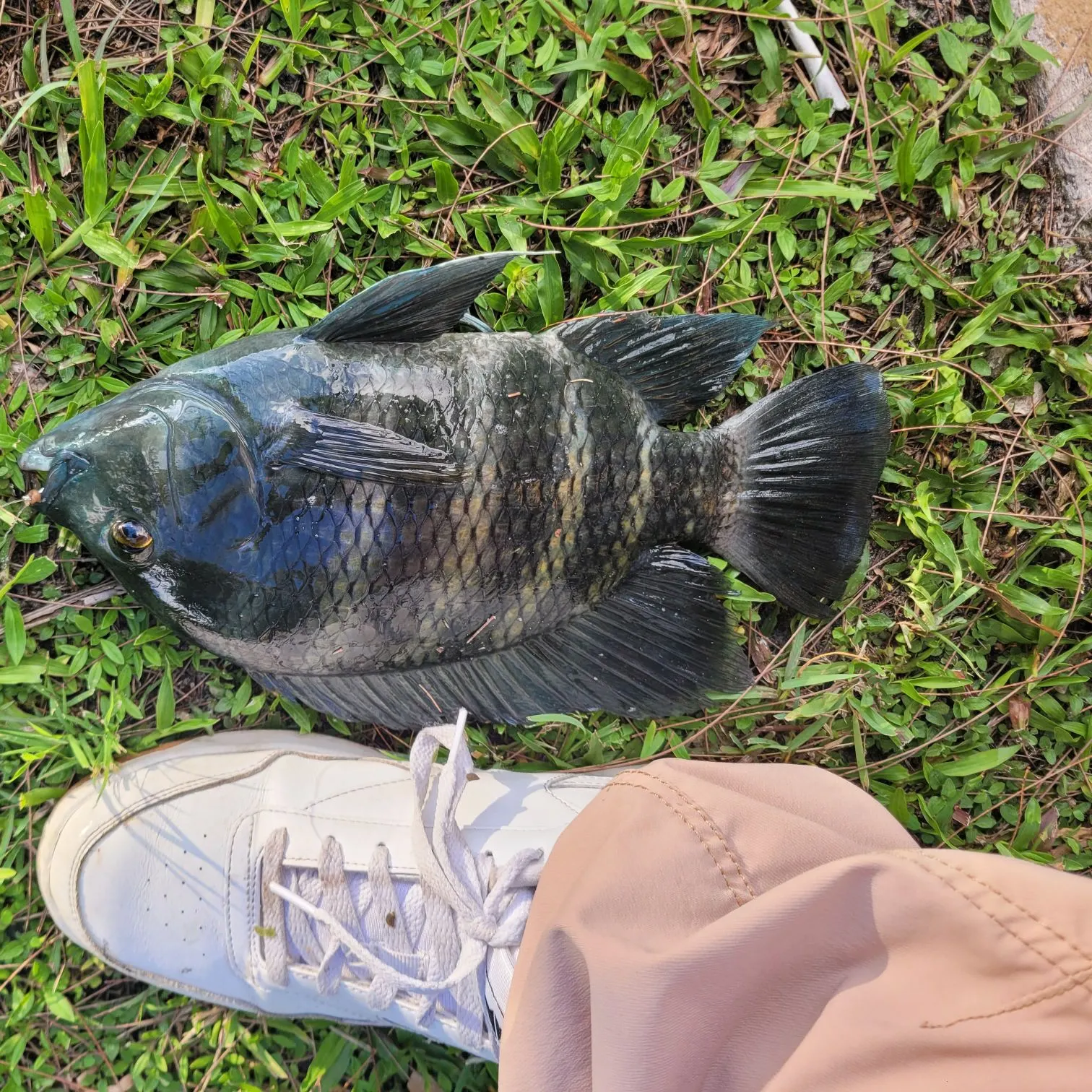 The most recent Zebra tilapia catches on Fishbrain