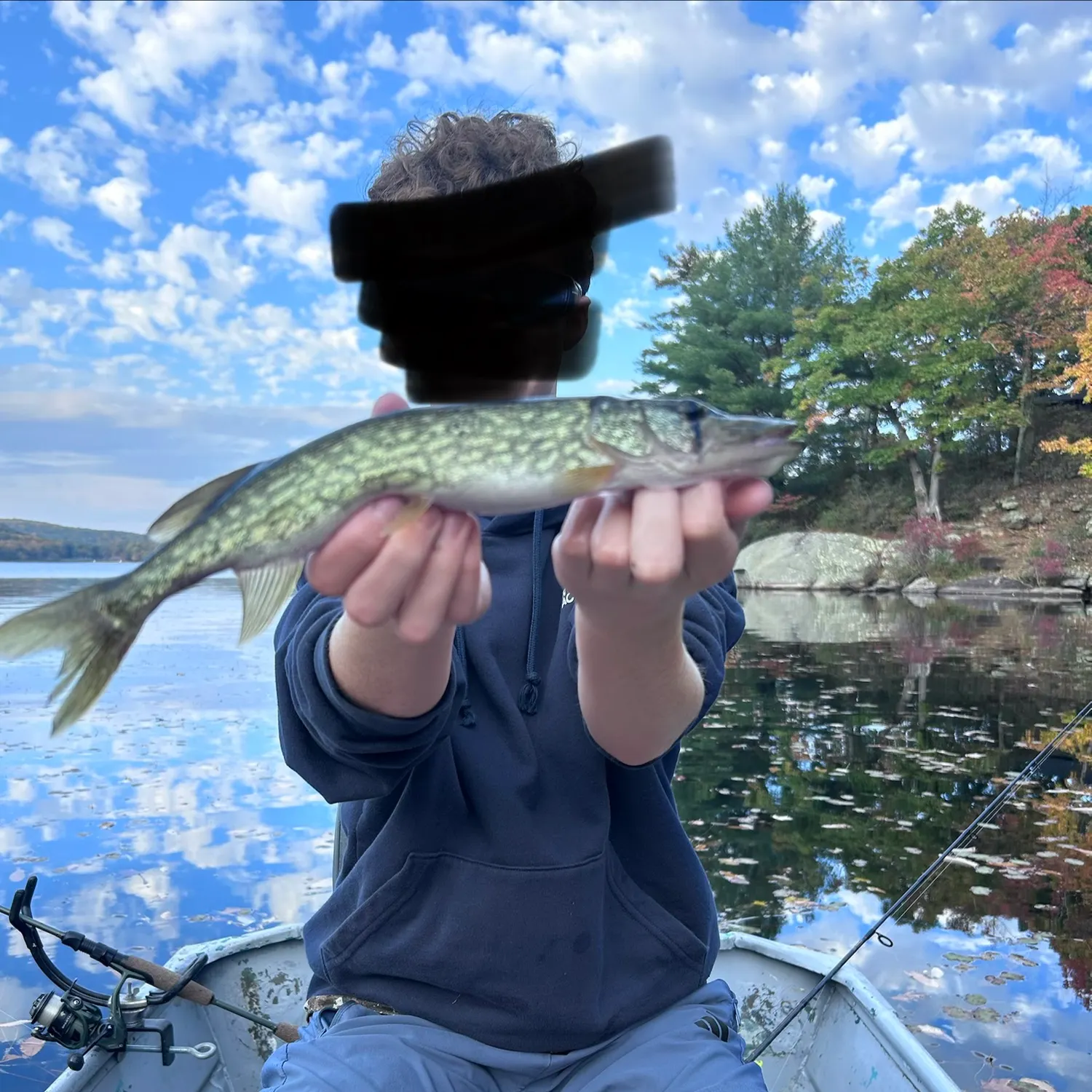 Chain pickerel caught on Fishbrain