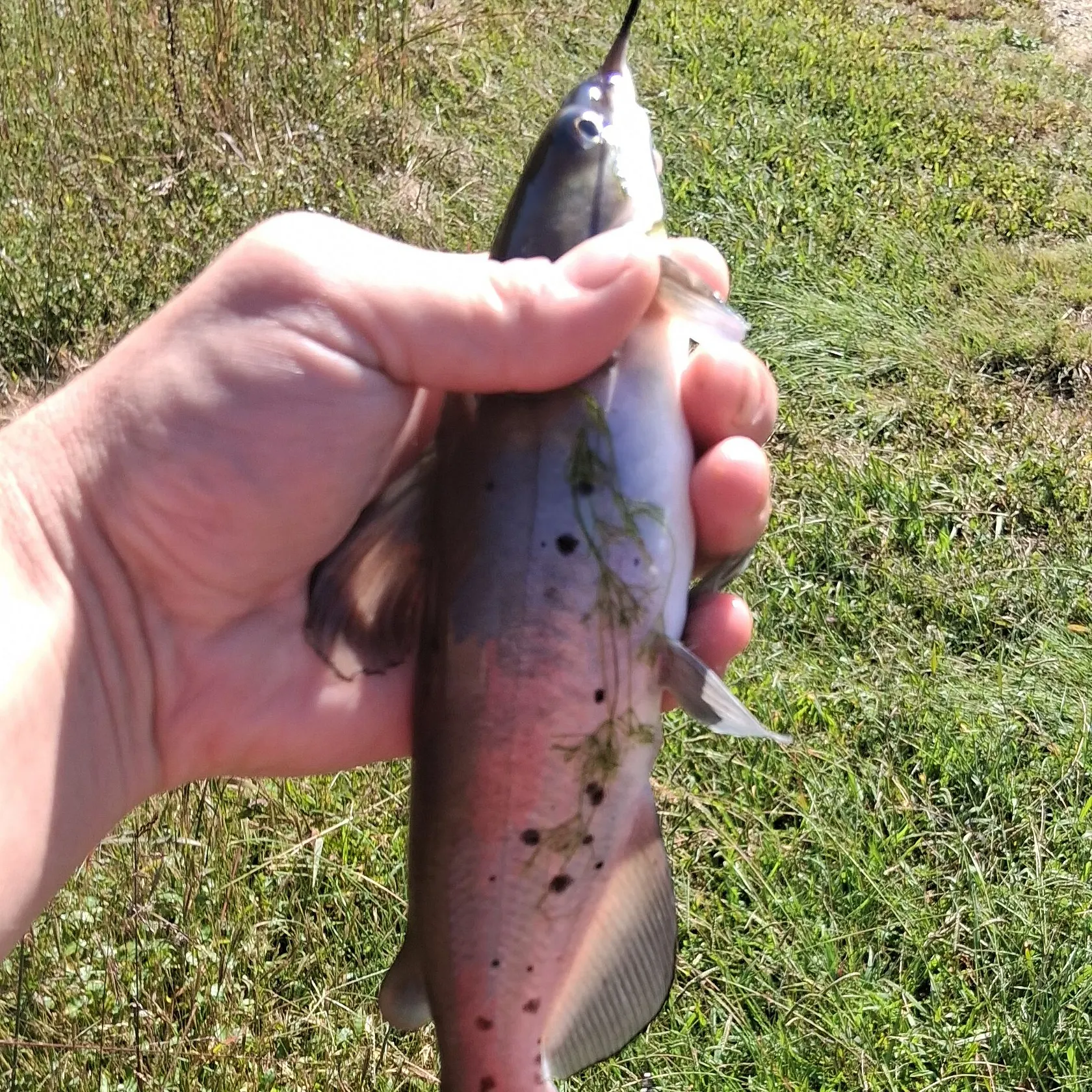 Channel catfish caught on Fishbrain
