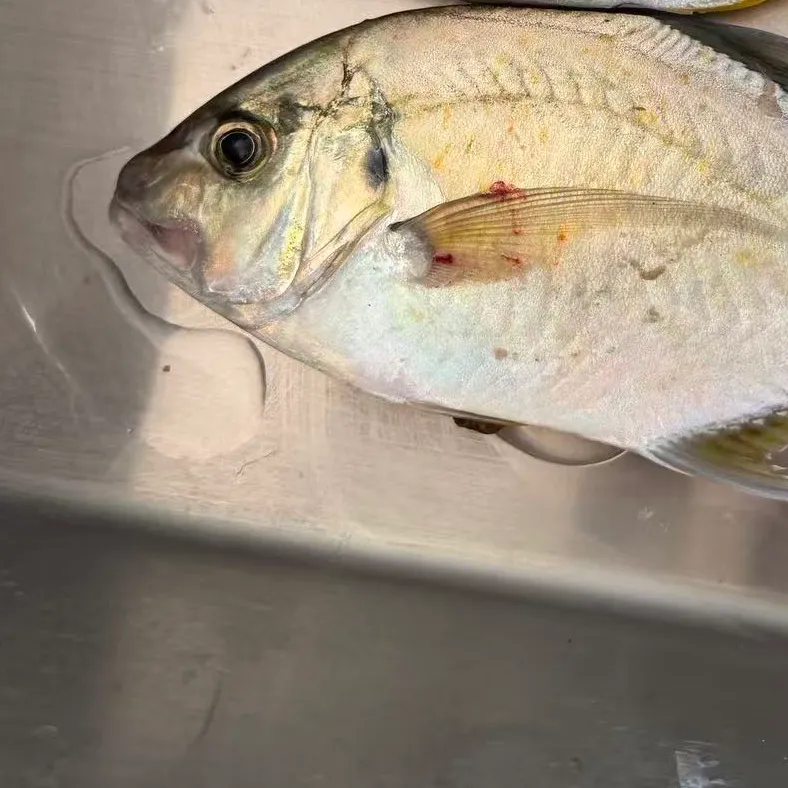 The most recent Longnose trevally catches on Fishbrain