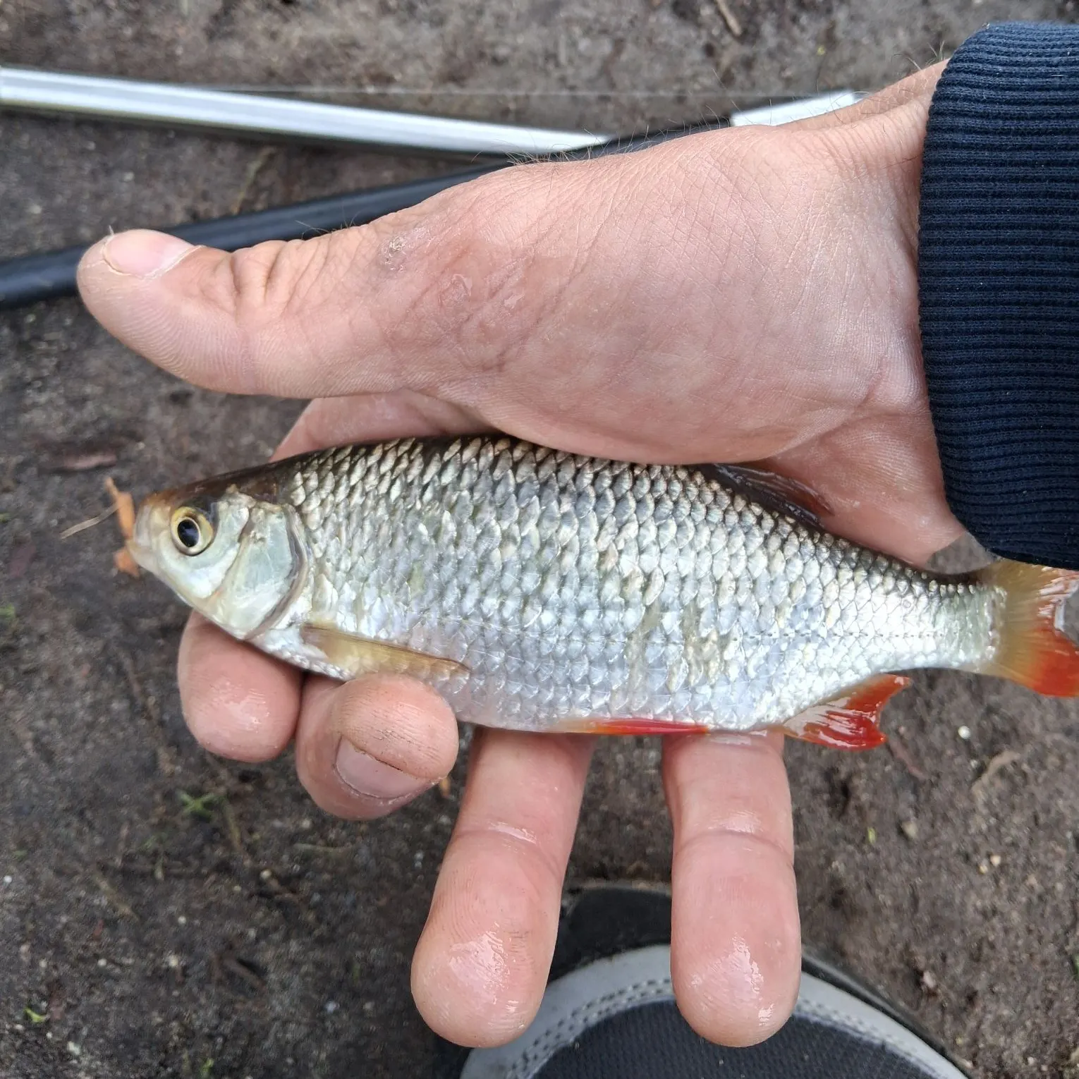 Common rudd caught on Fishbrain