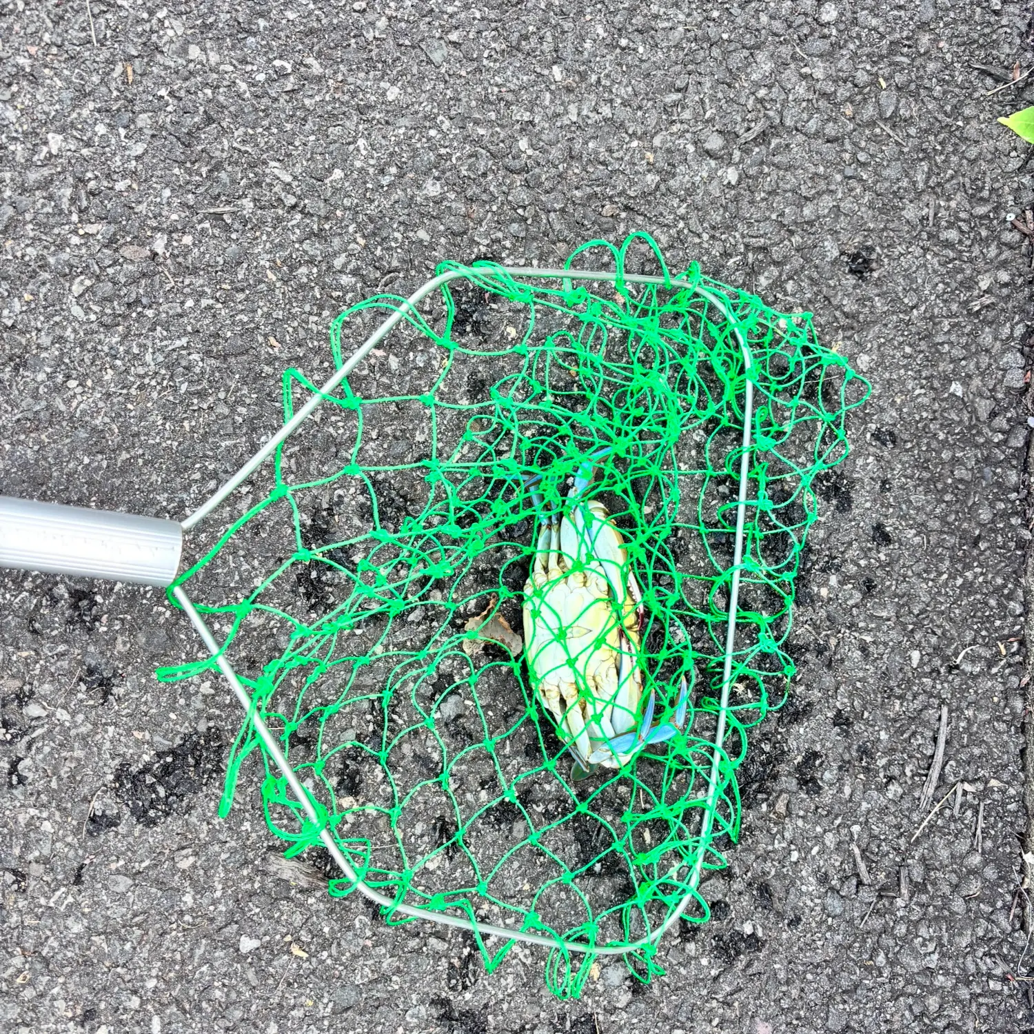 Blue crab caught on Fishbrain
