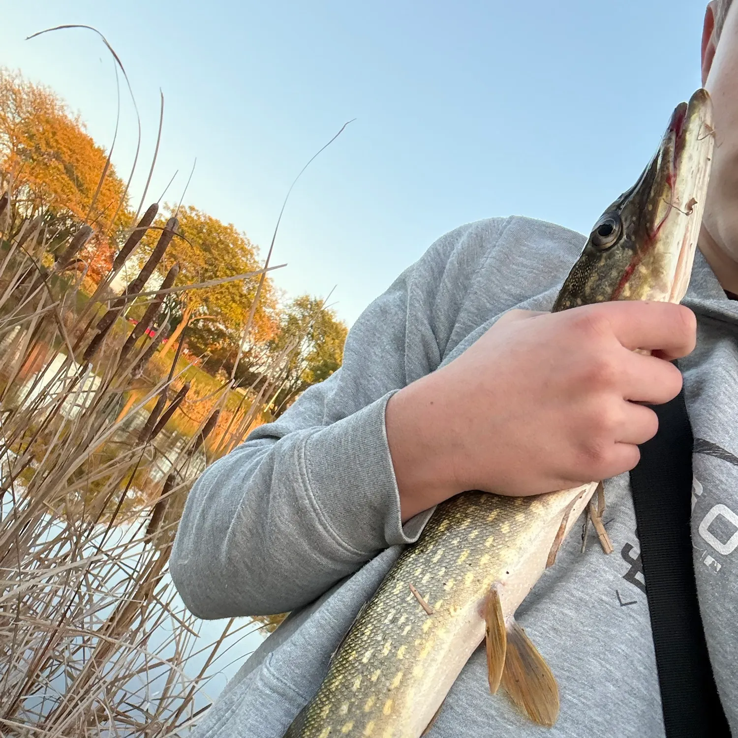 Northern pike caught on Fishbrain