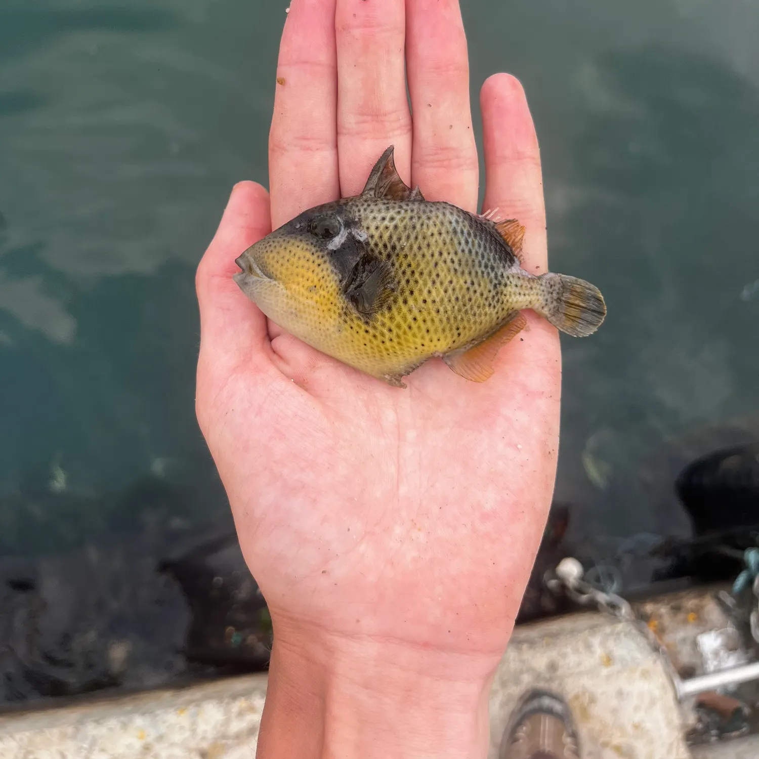 The most recent Titan triggerfish catches on Fishbrain