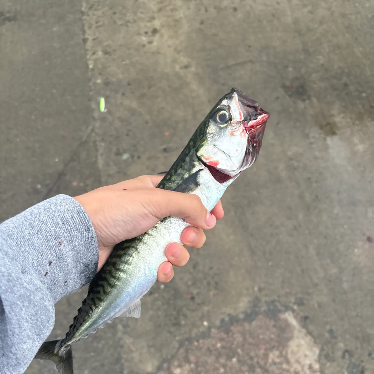 The most recent Atlantic mackerel catches on Fishbrain