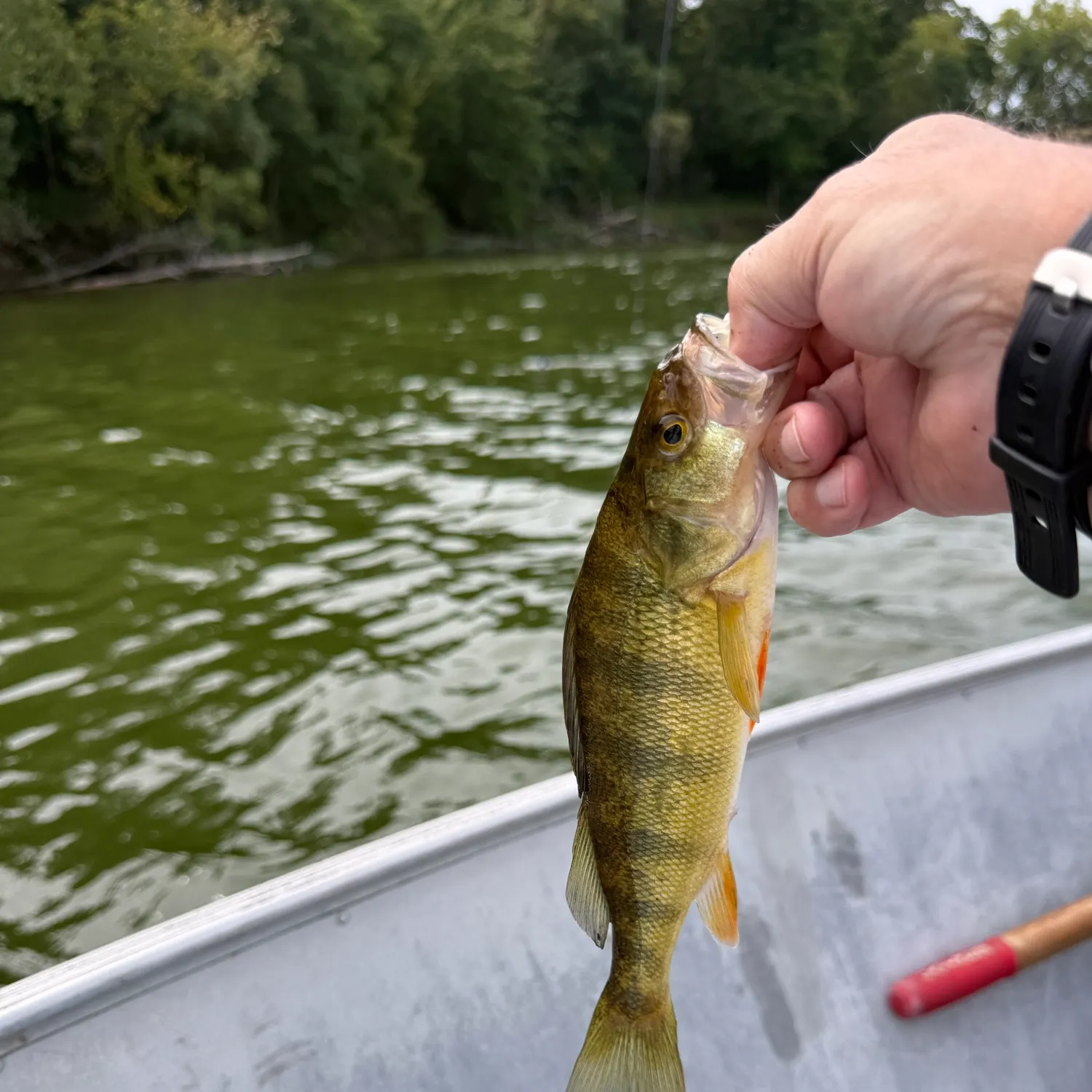 Yellow perch caught on Fishbrain