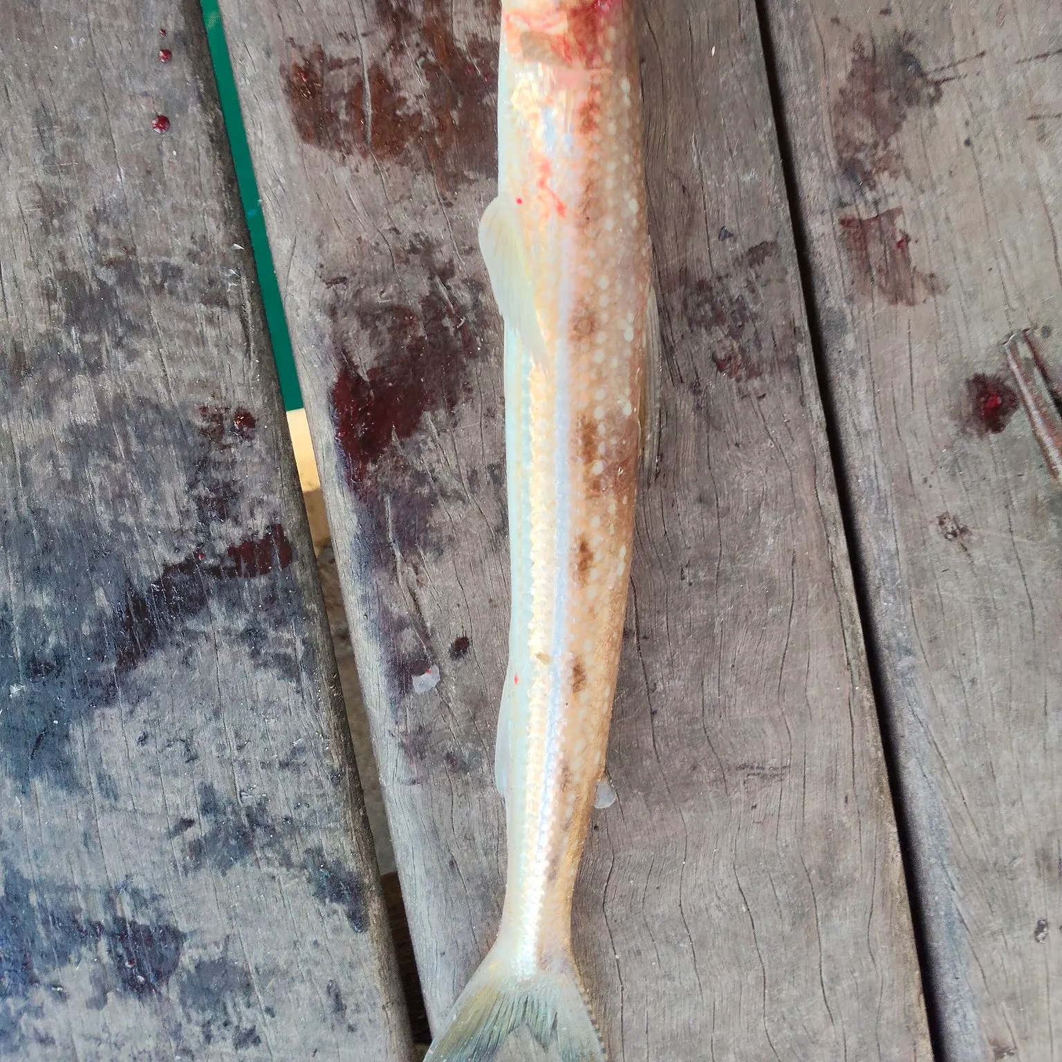 The most recent Red lizard fish catches on Fishbrain