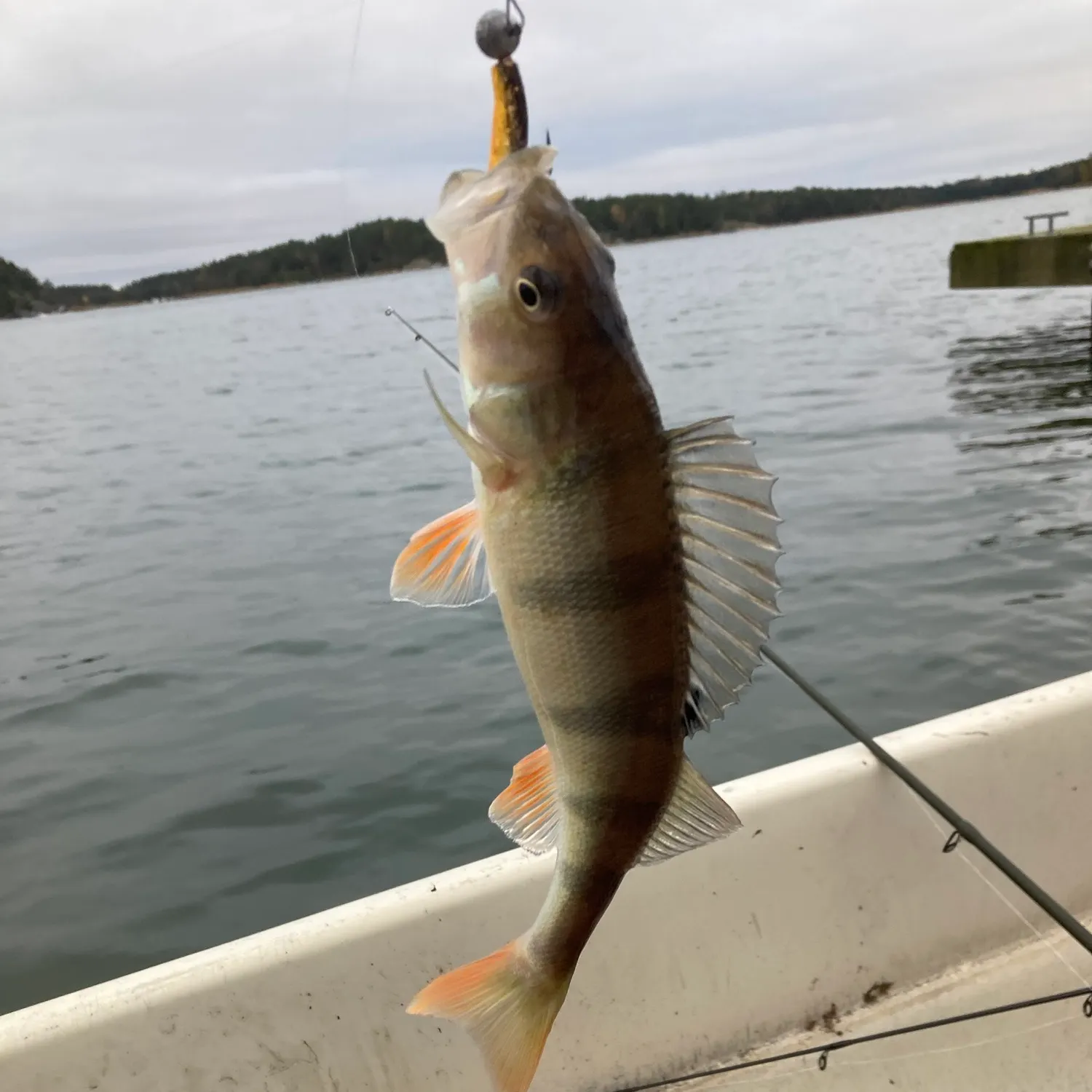 European perch caught on Fishbrain