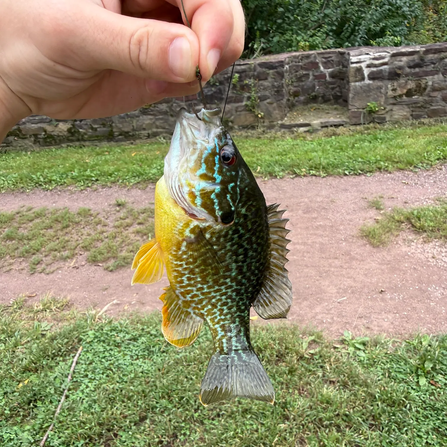 Pumpkingill hybrid caught on Fishbrain