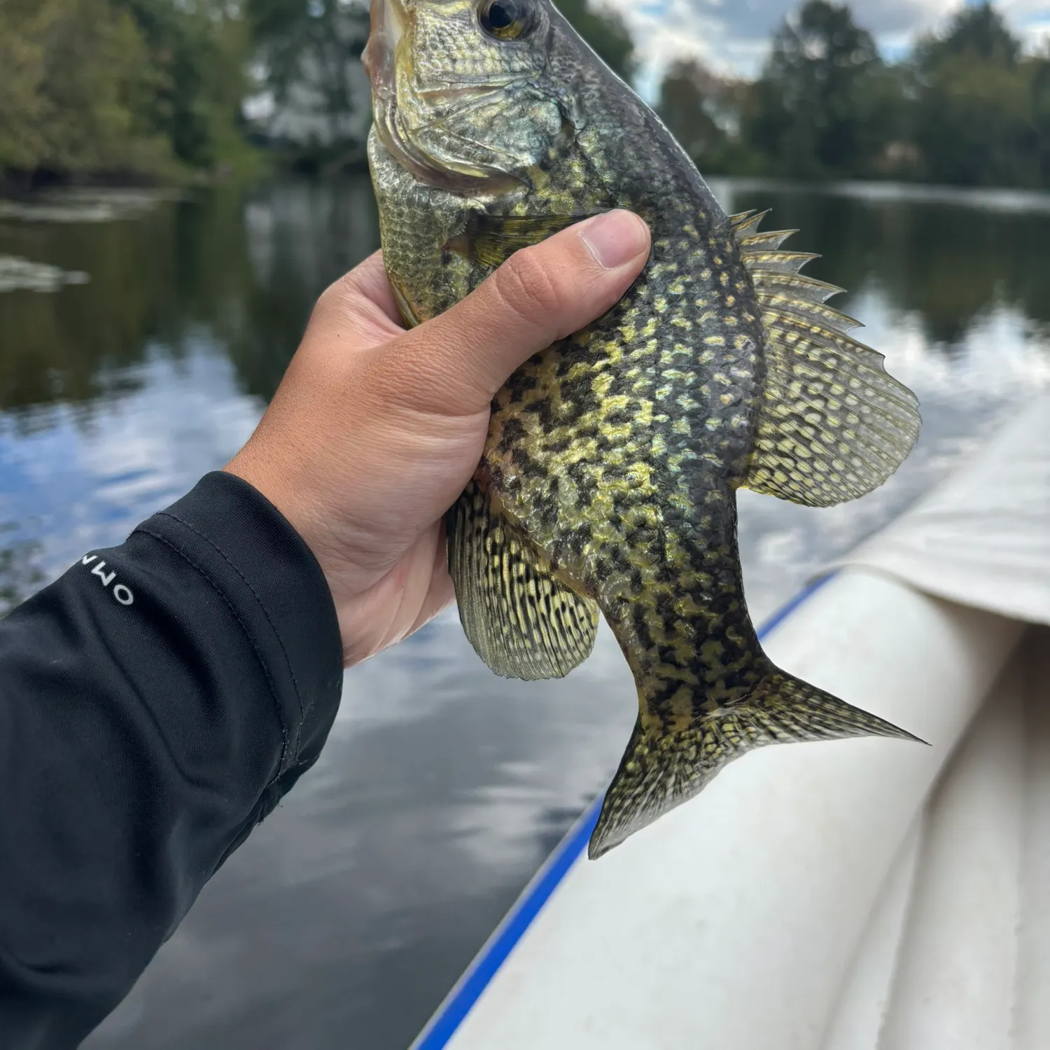 Black crappie caught on Fishbrain