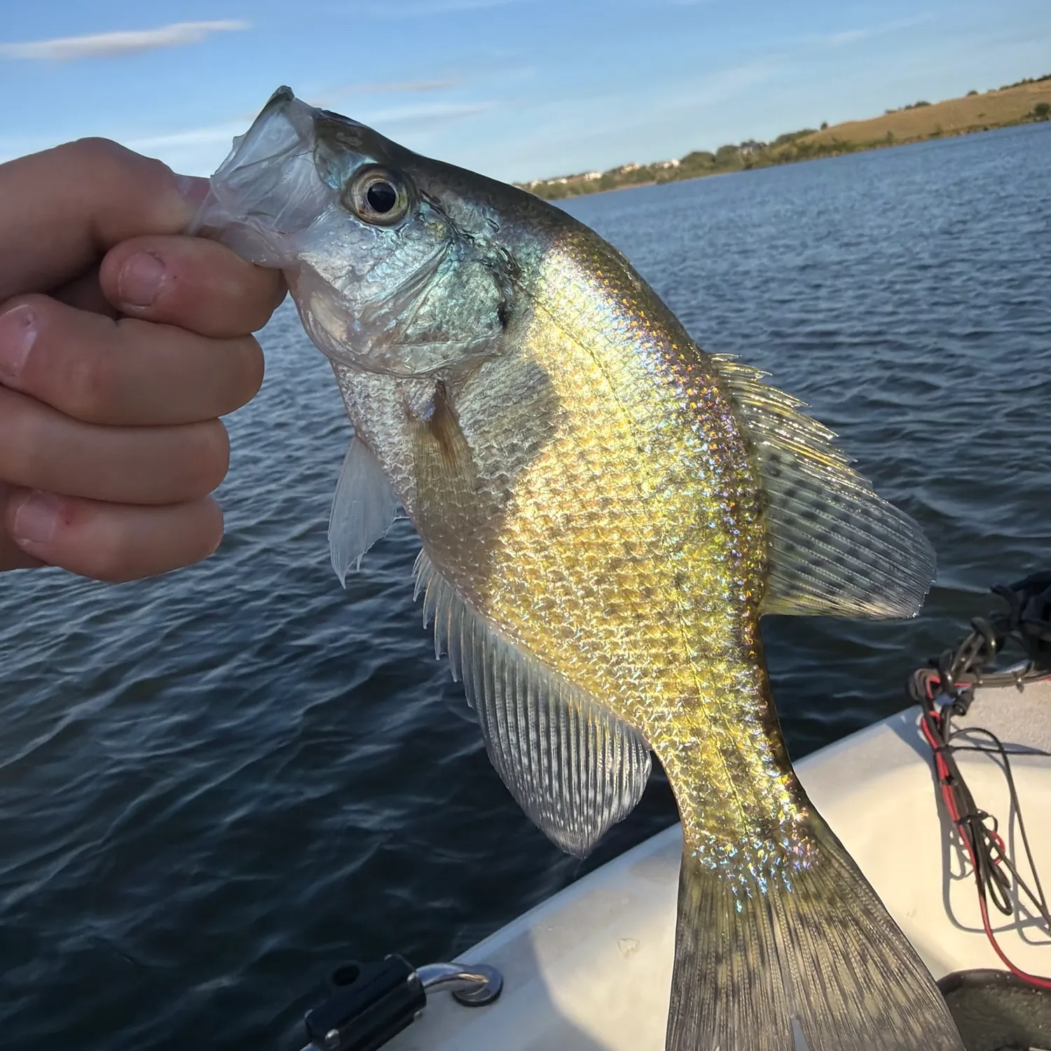 Fish caught on Fishbrain