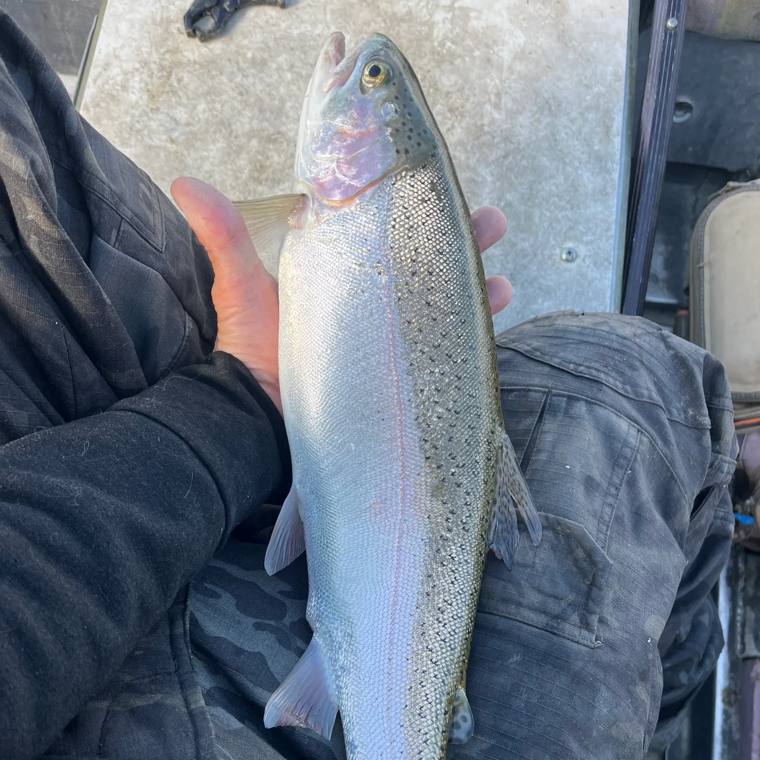 Rainbow trout caught on Fishbrain