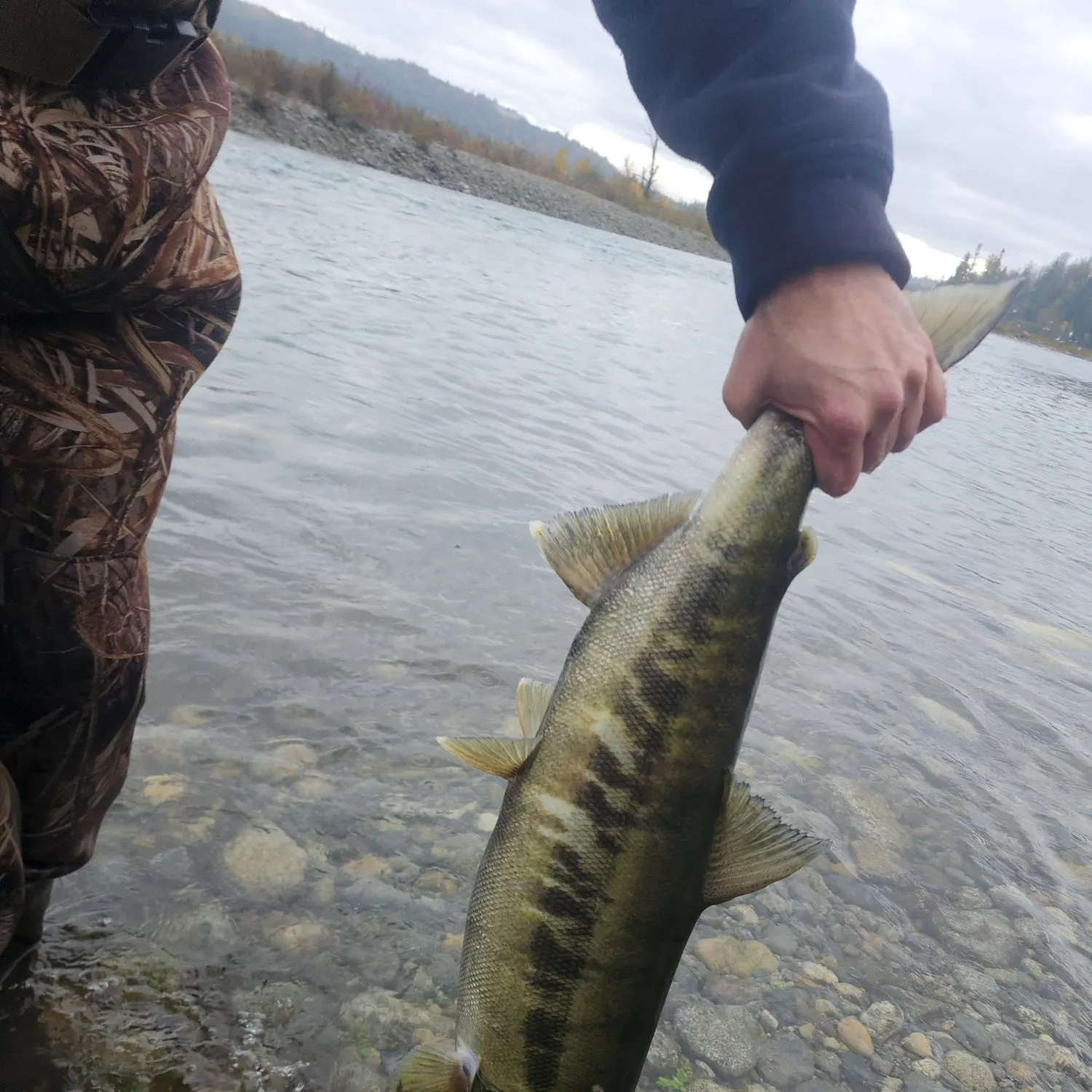 The most recent Chum salmon catches on Fishbrain