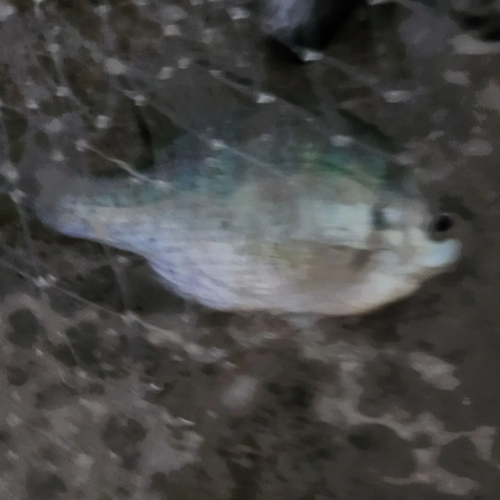 The most recent Bluegill catches on Fishbrain
