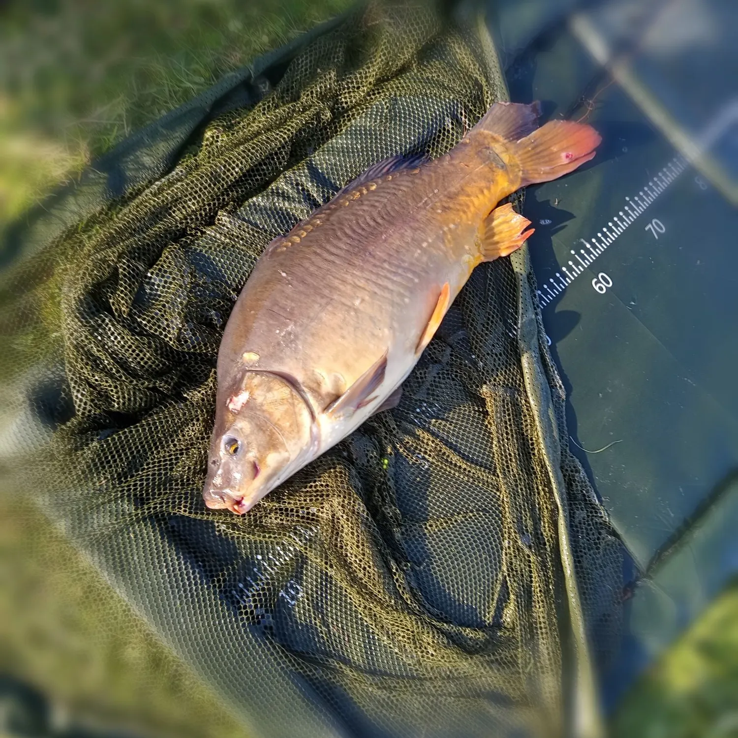 The most recent Leather carp catches on Fishbrain