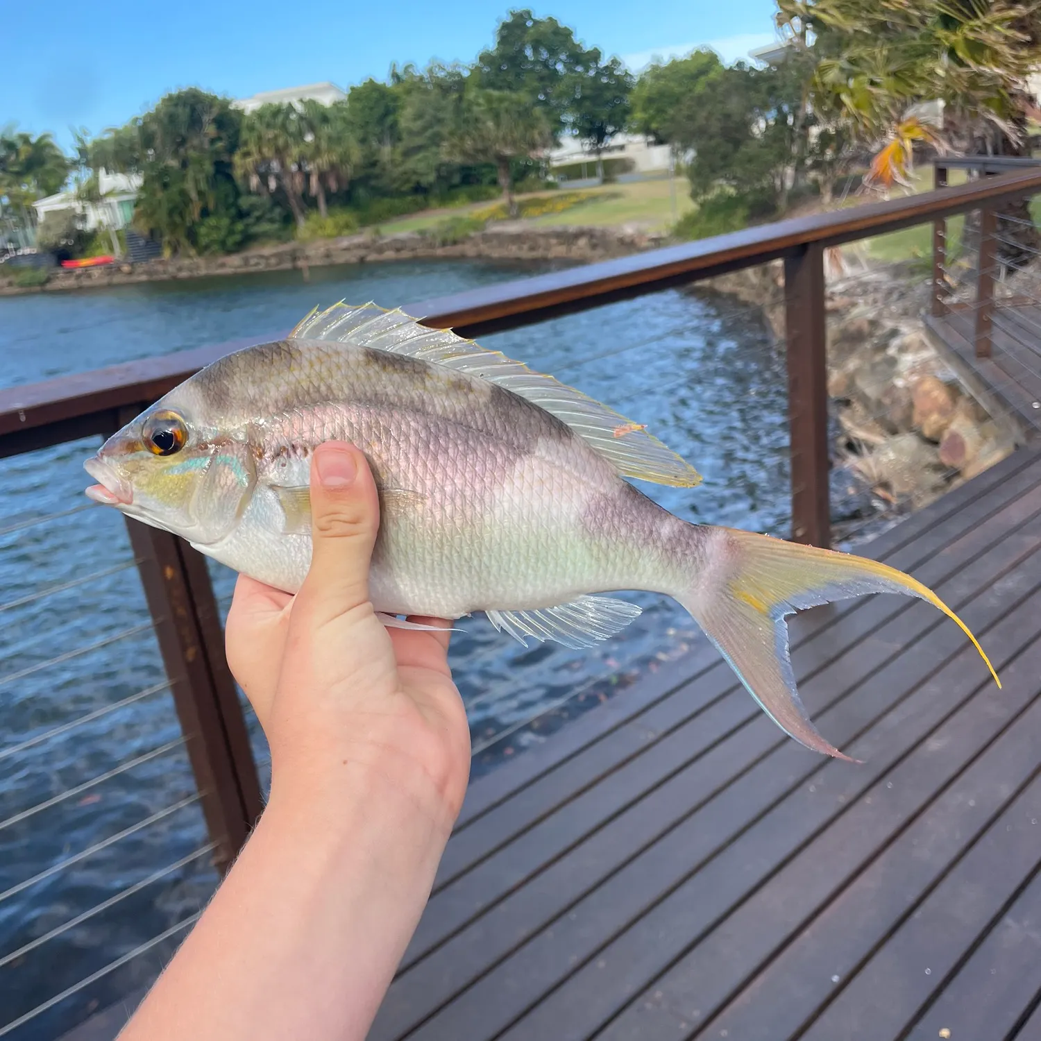 Monogrammed monocle bream caught on Fishbrain