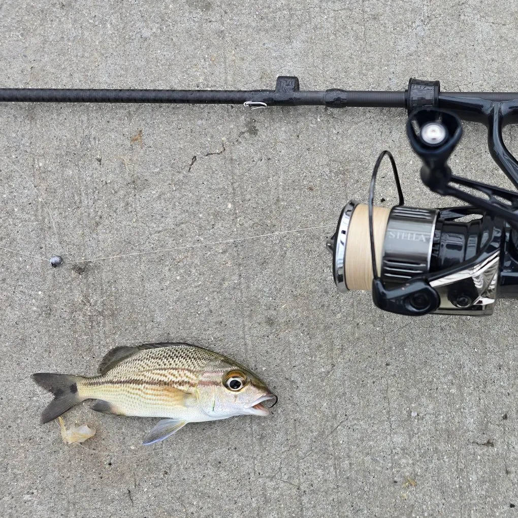 The most recent Caesar grunt catches on Fishbrain