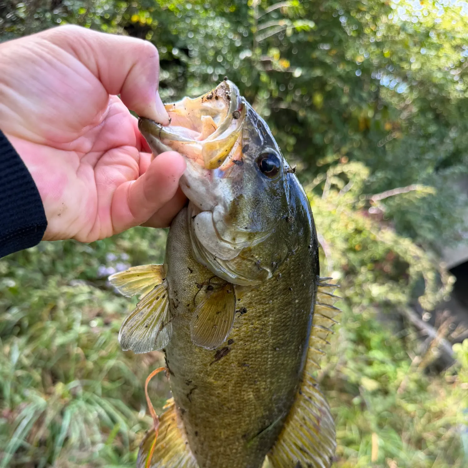 Smallmouth bass caught on Fishbrain
