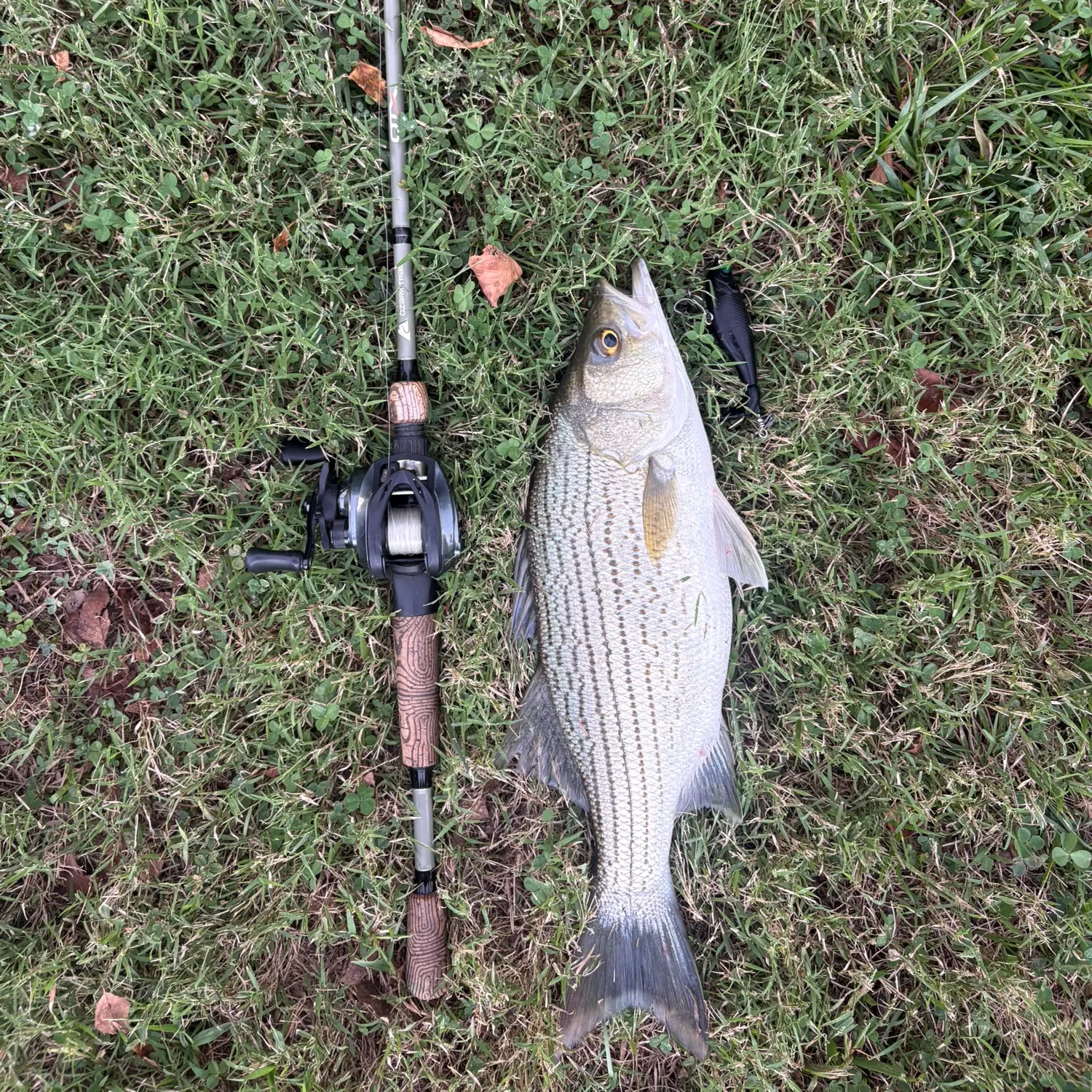 Wiper caught on Fishbrain