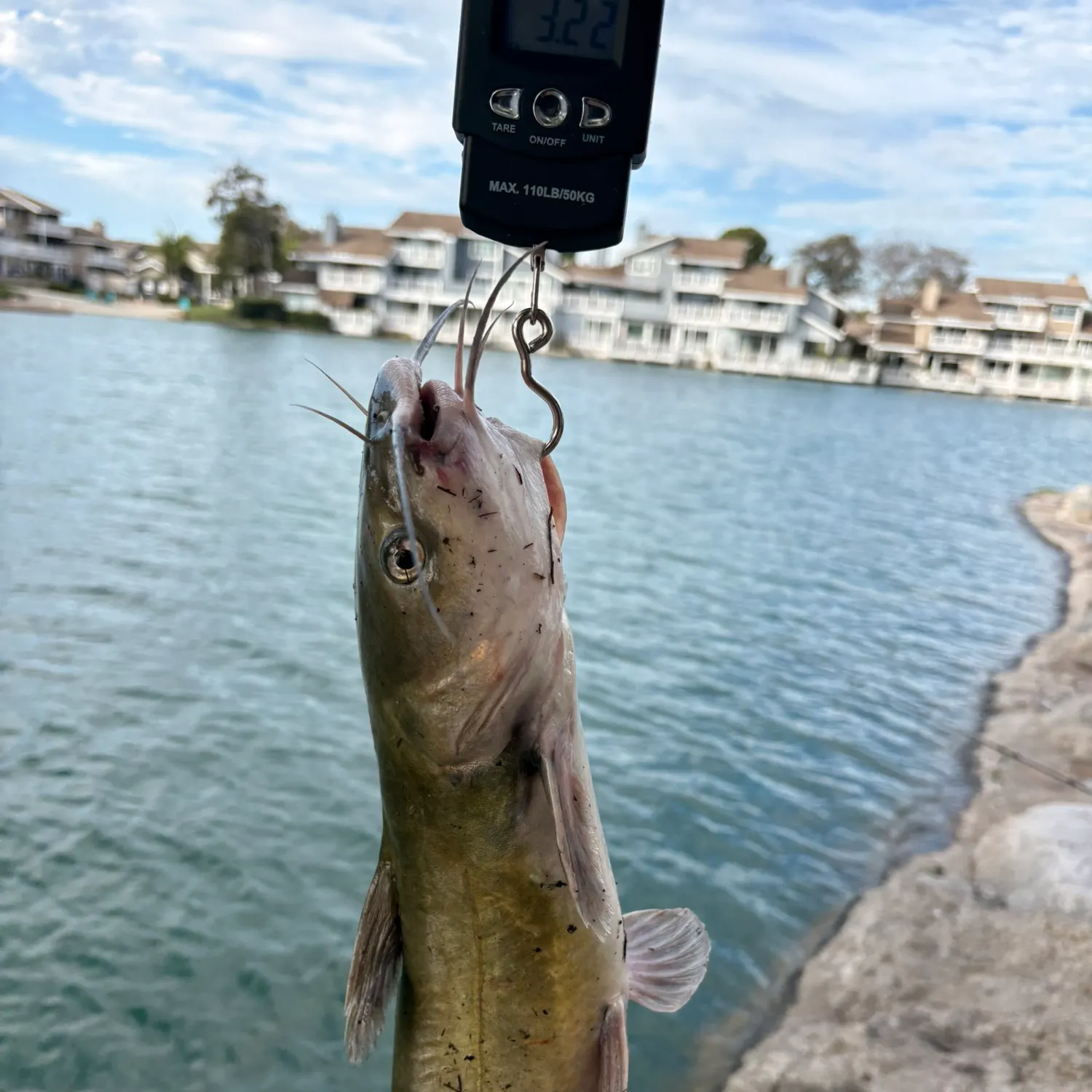 Channel catfish caught on Fishbrain
