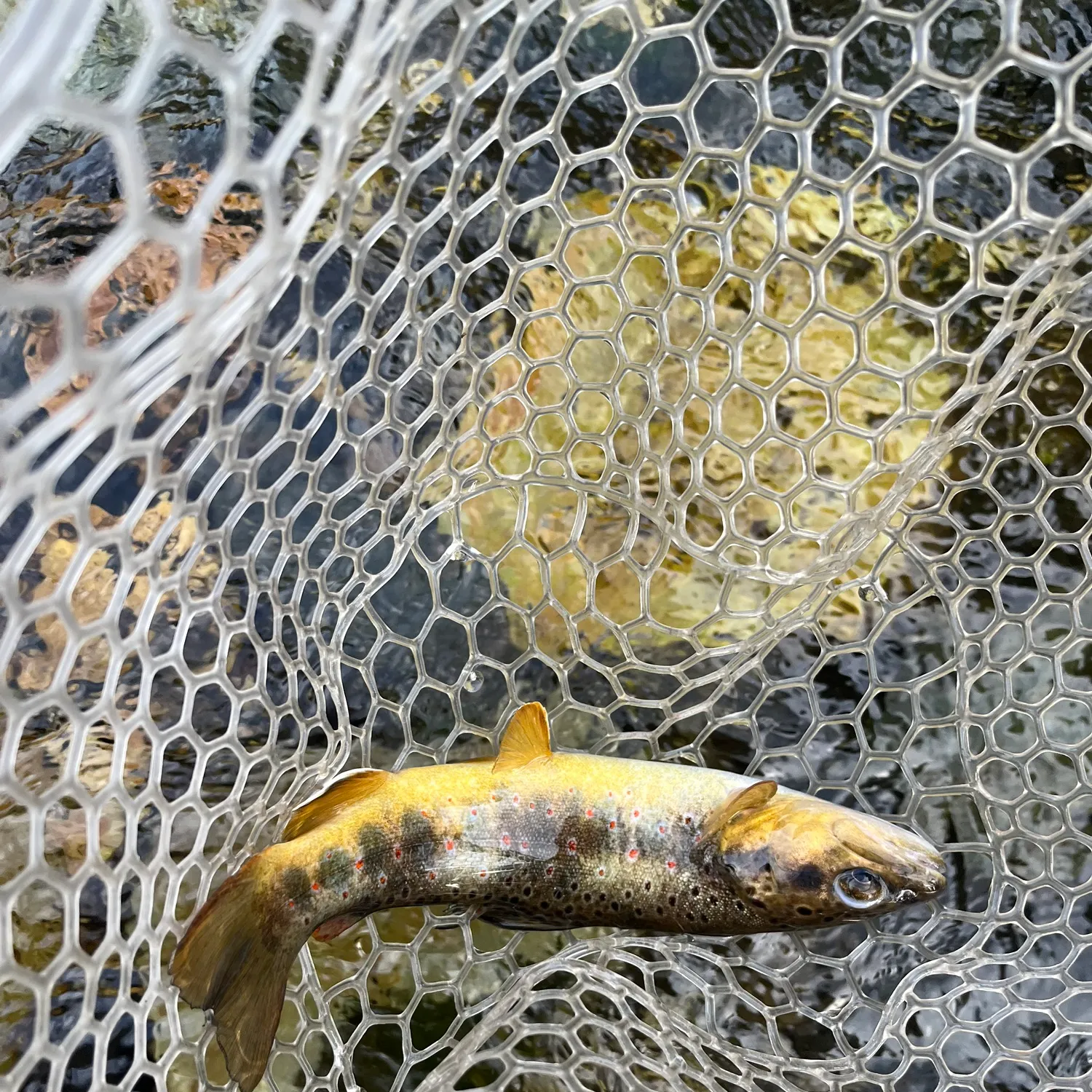 Brown trout caught on Fishbrain