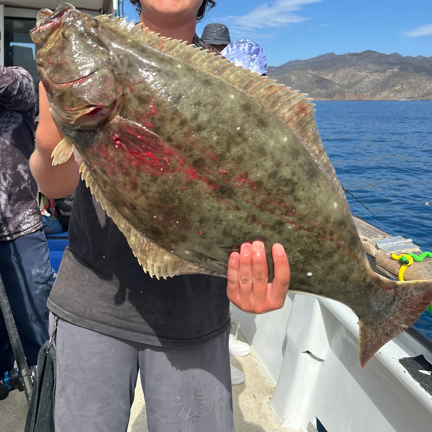 California halibut caught on Fishbrain