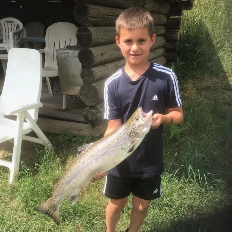 The most recent Atlantic salmon catches on Fishbrain