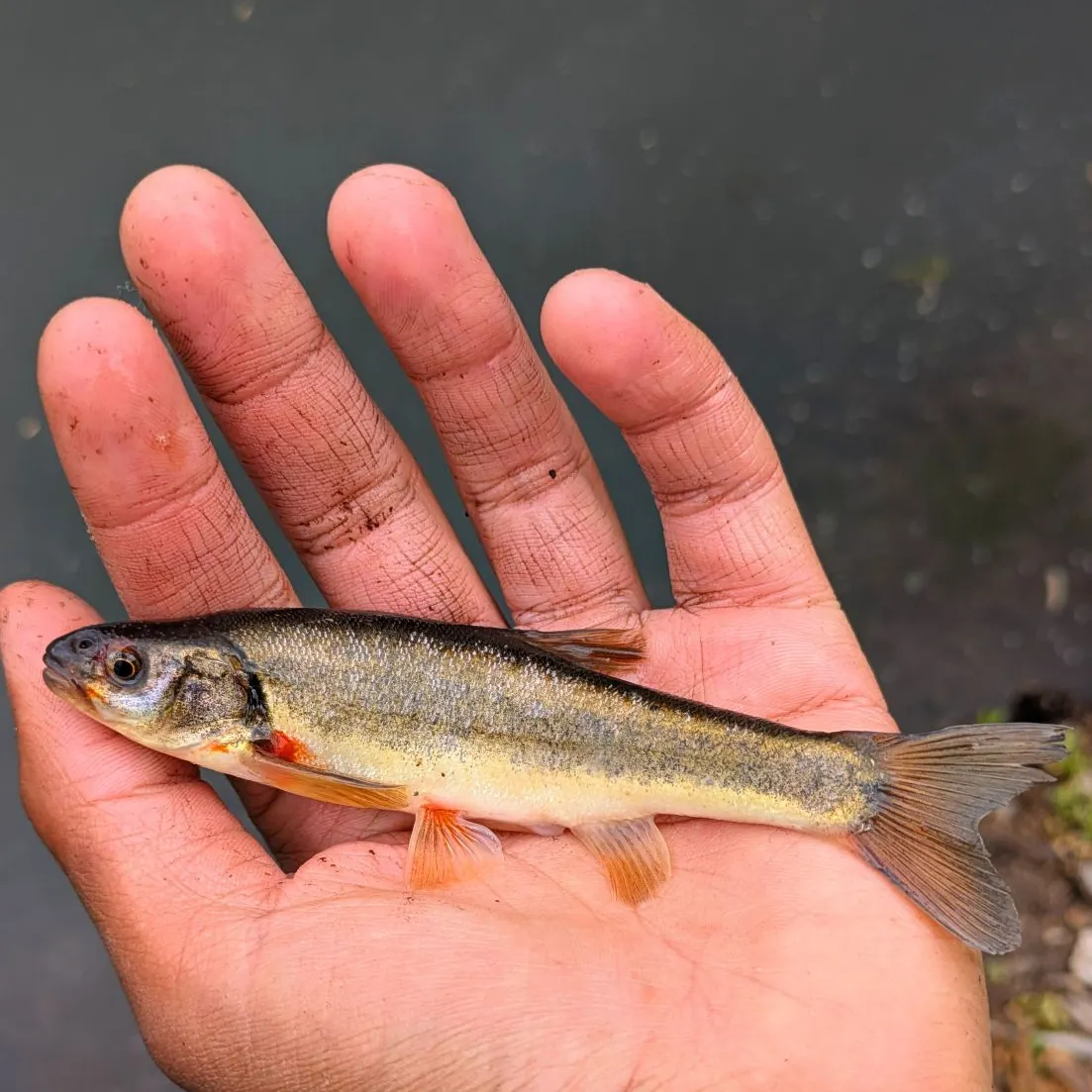 The most recent Northern leatherside chub catches on Fishbrain