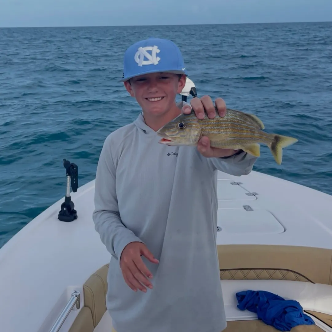 The most recent Schoolmaster snapper catches on Fishbrain