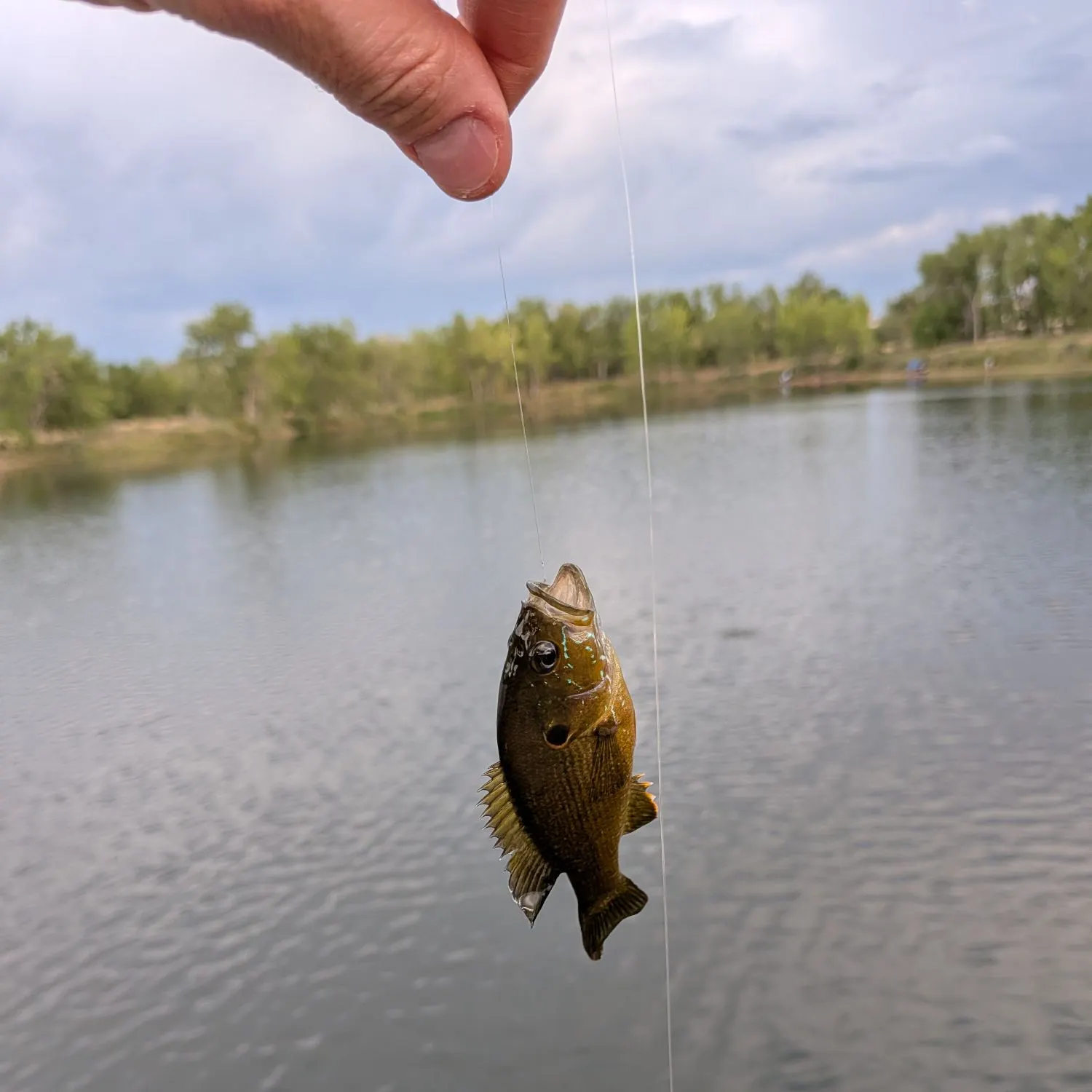 Green sunfish caught on Fishbrain