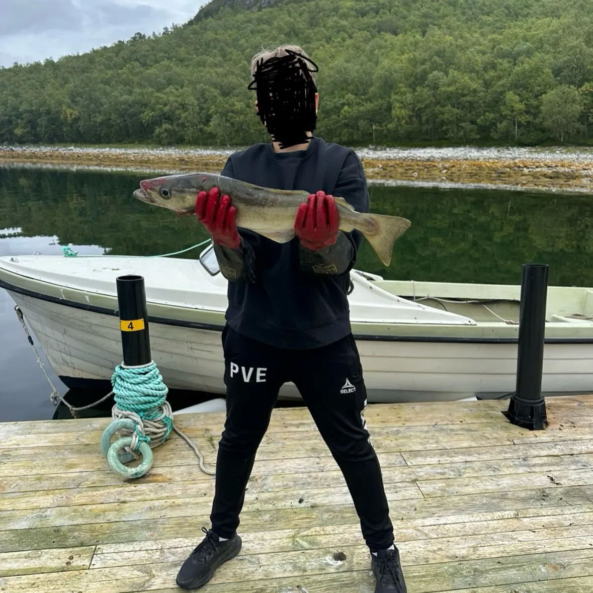 Pollack caught on Fishbrain