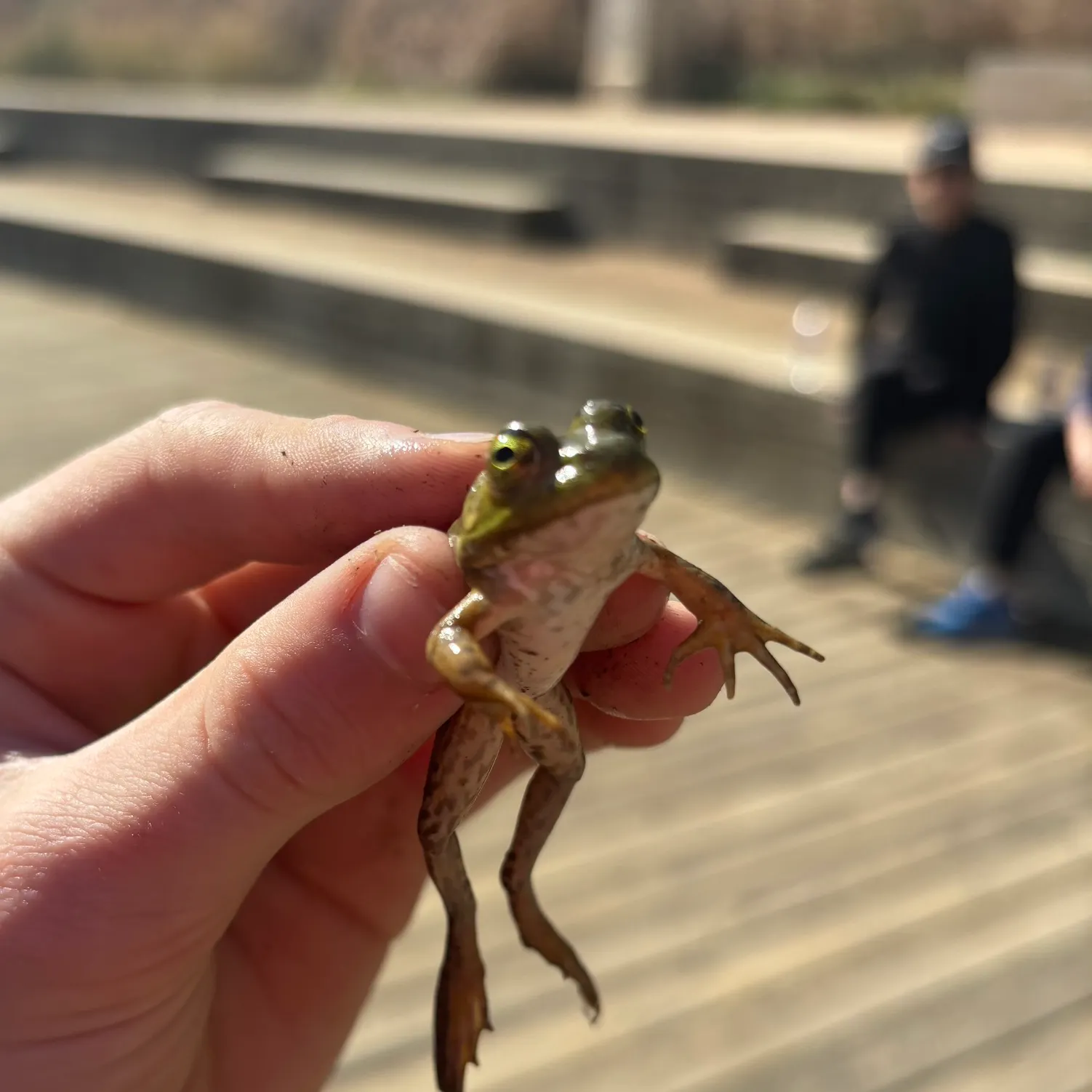 The most recent Swordfish catches on Fishbrain