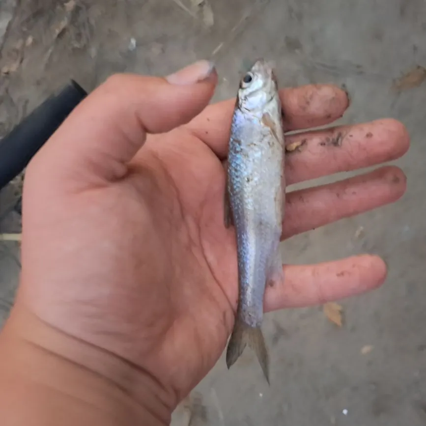 The most recent Silver chub catches on Fishbrain