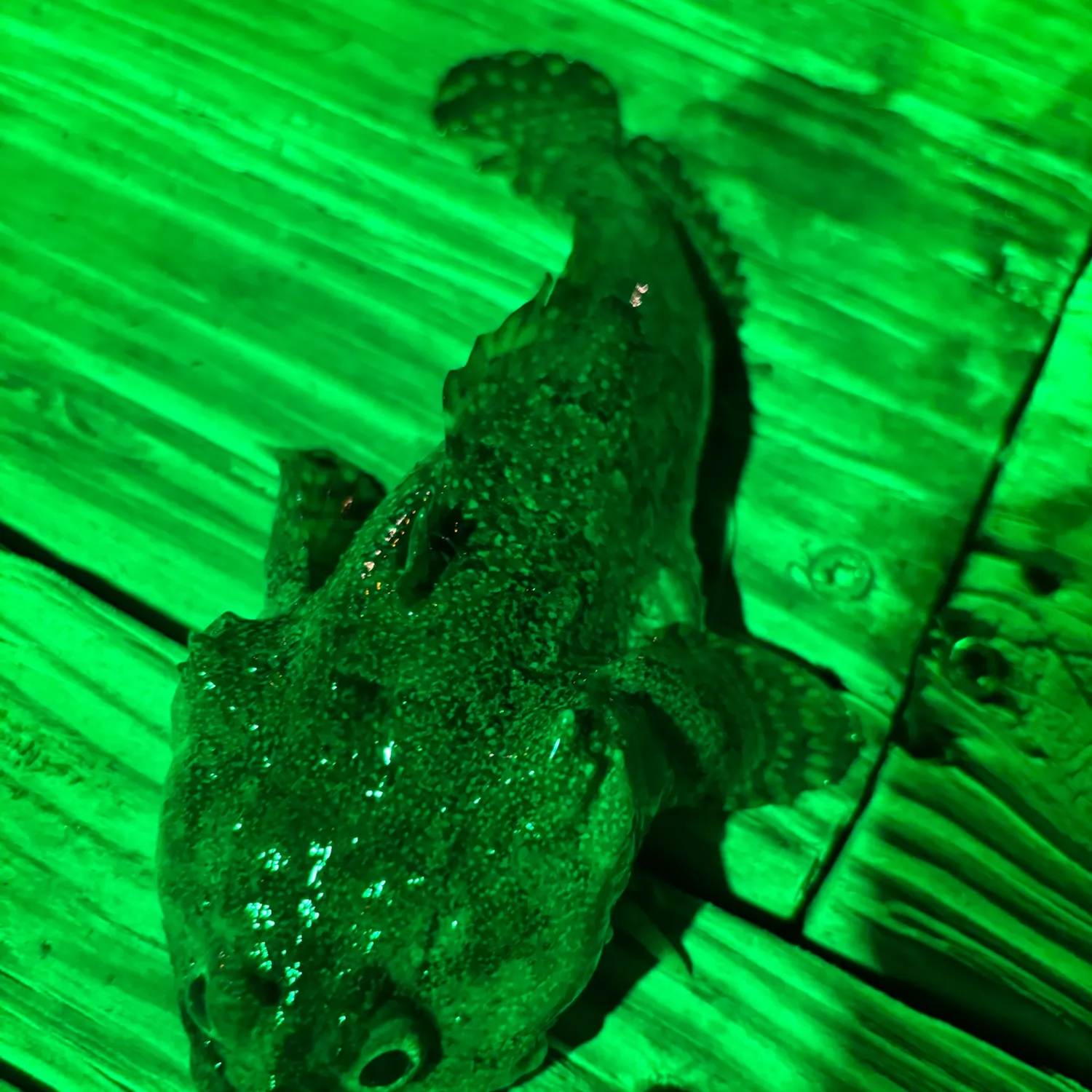 The most recent Gulf toadfish catches on Fishbrain