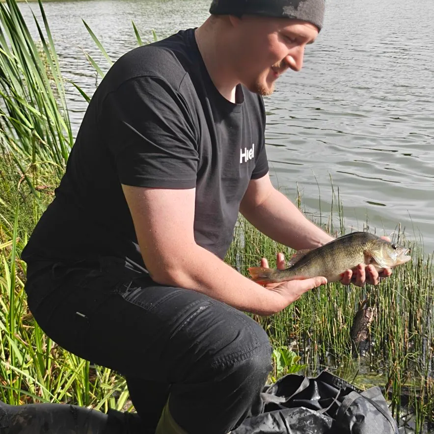 European perch caught on Fishbrain
